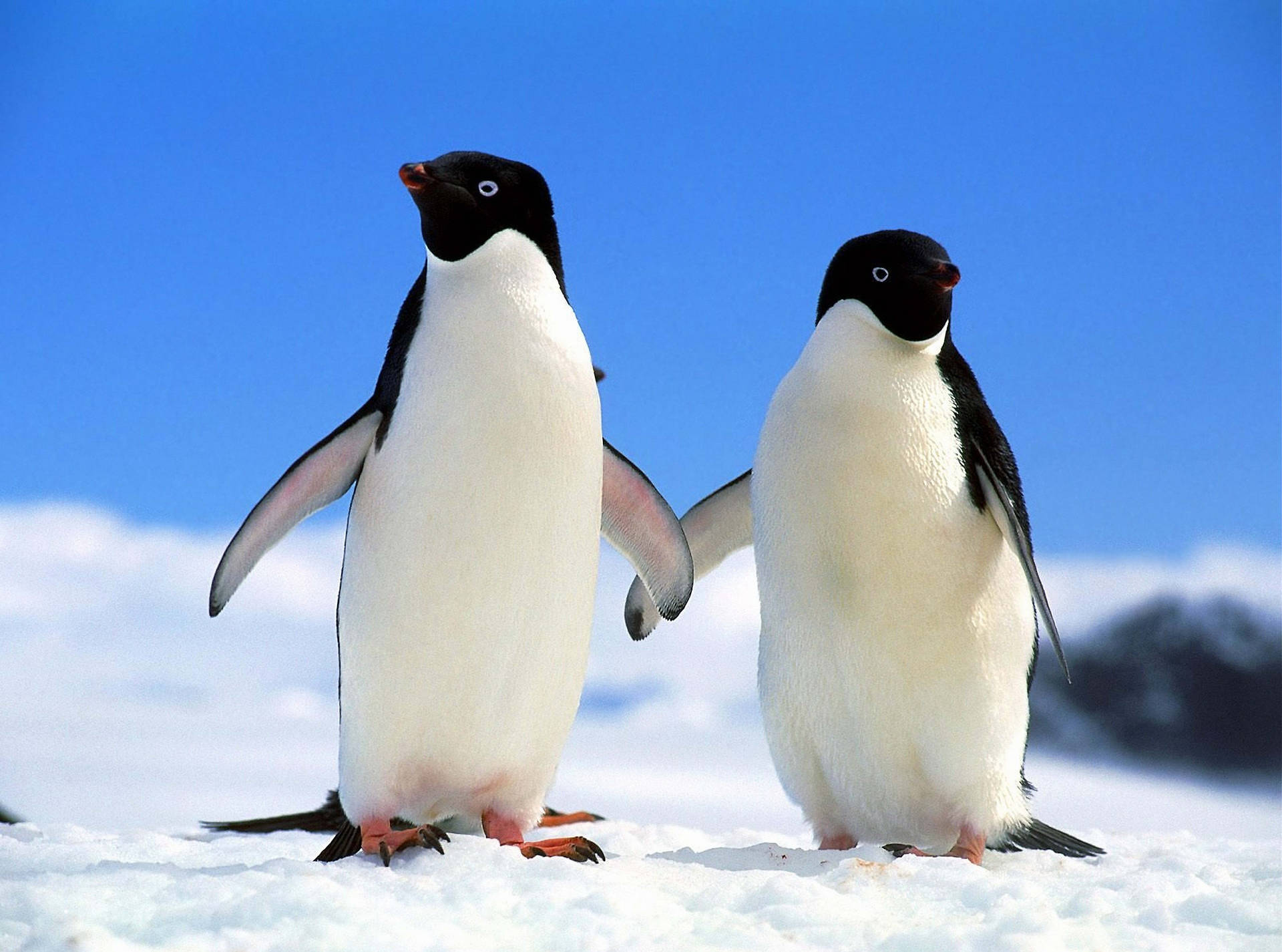 Cute Penguin Desktop Wallpapers