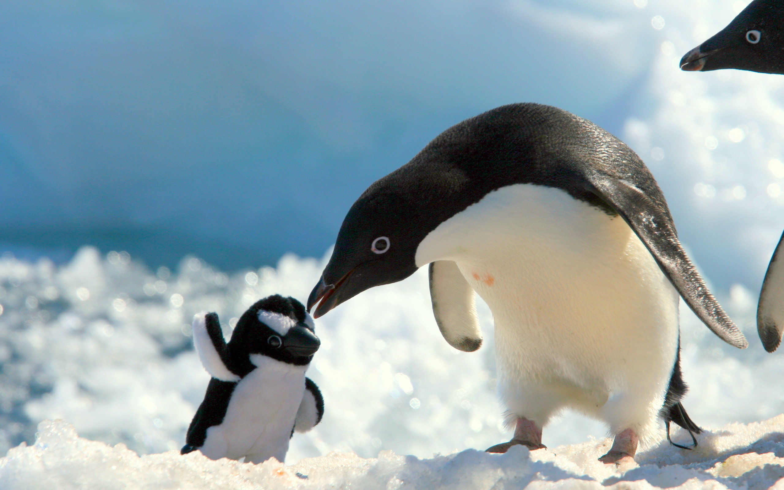 Cute Penguin Desktop Wallpapers