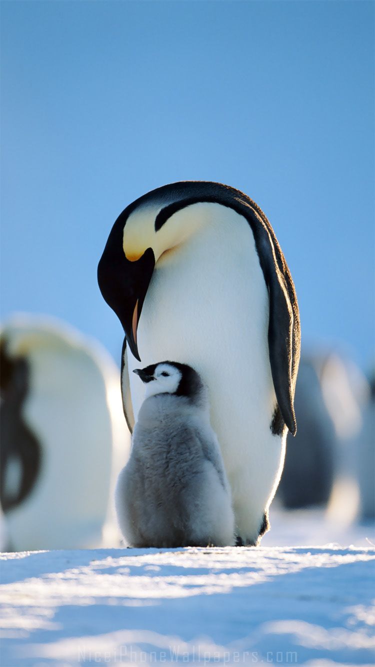 Cute Penguin Iphone Wallpapers