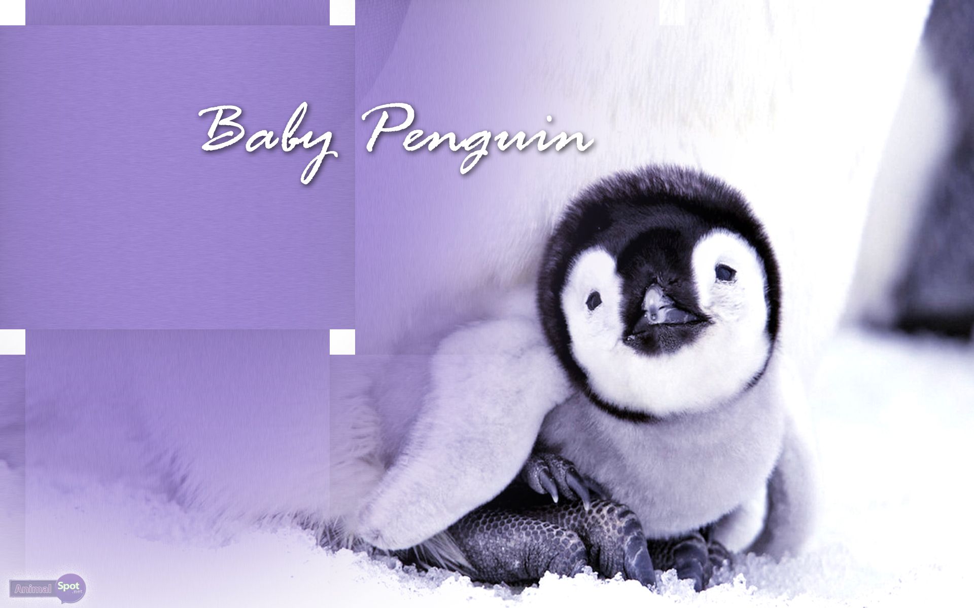 Cute Penguin Iphone Wallpapers