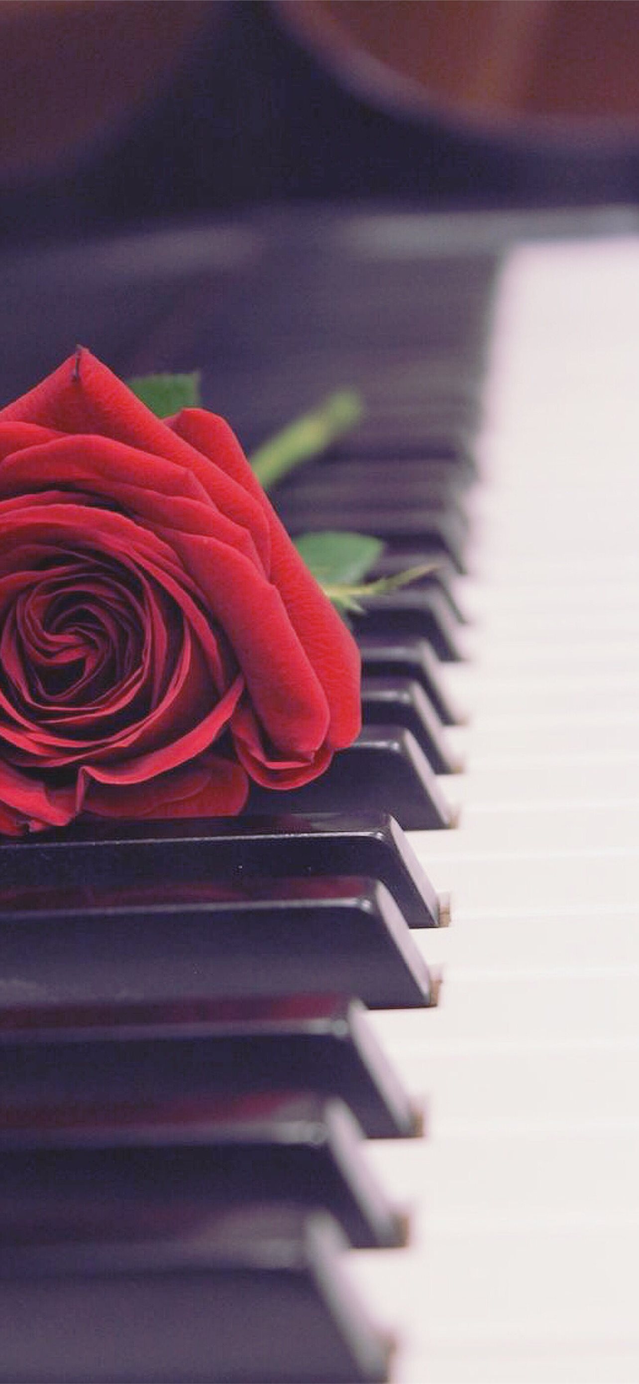 Cute Piano Wallpapers