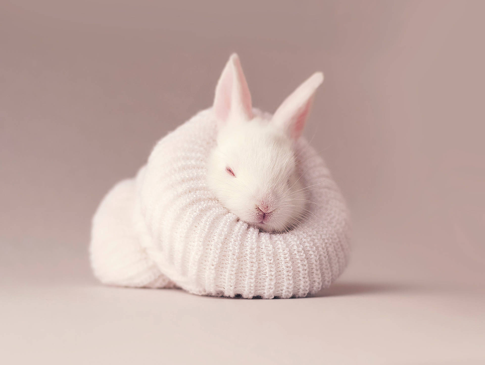 Cute Pink Bunny Wallpapers