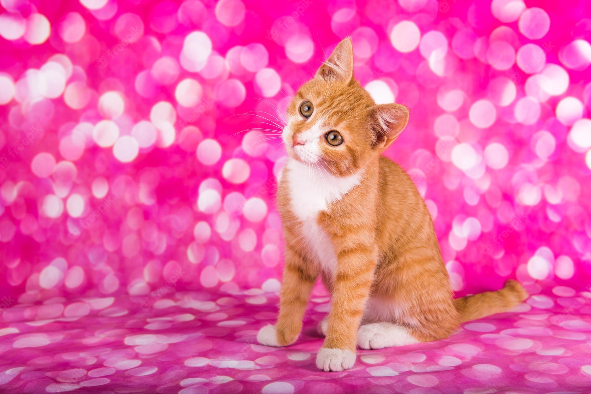 Cute Pink KittensWallpapers