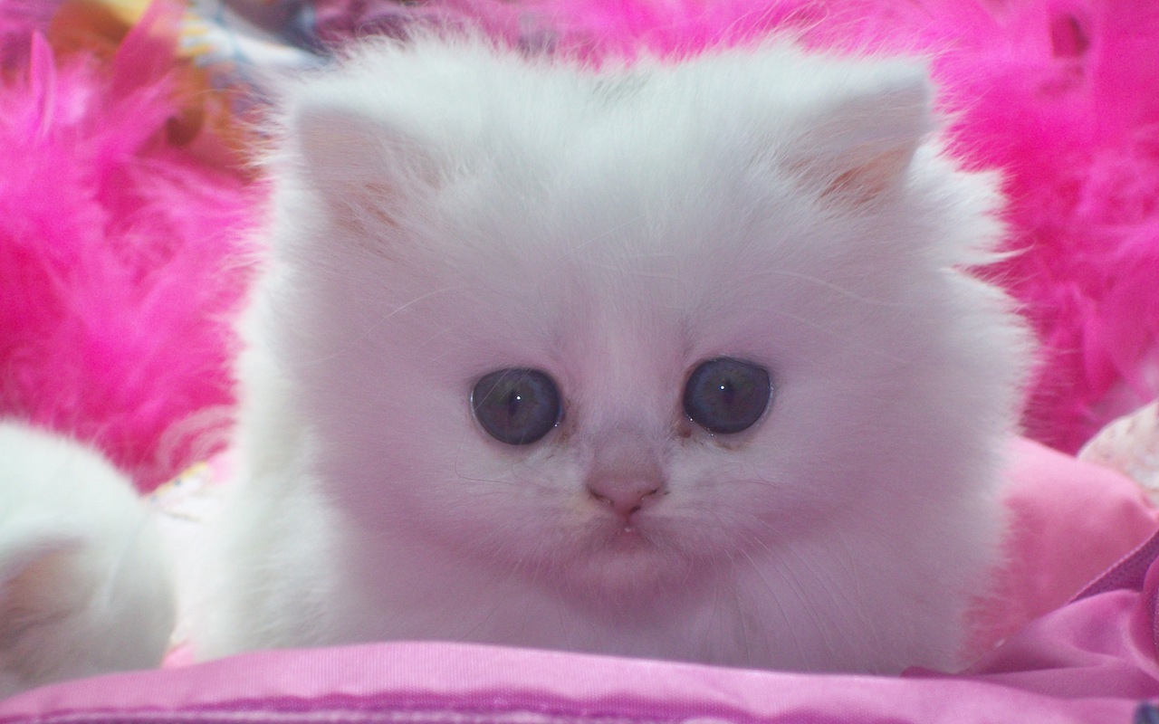 Cute Pink KittensWallpapers