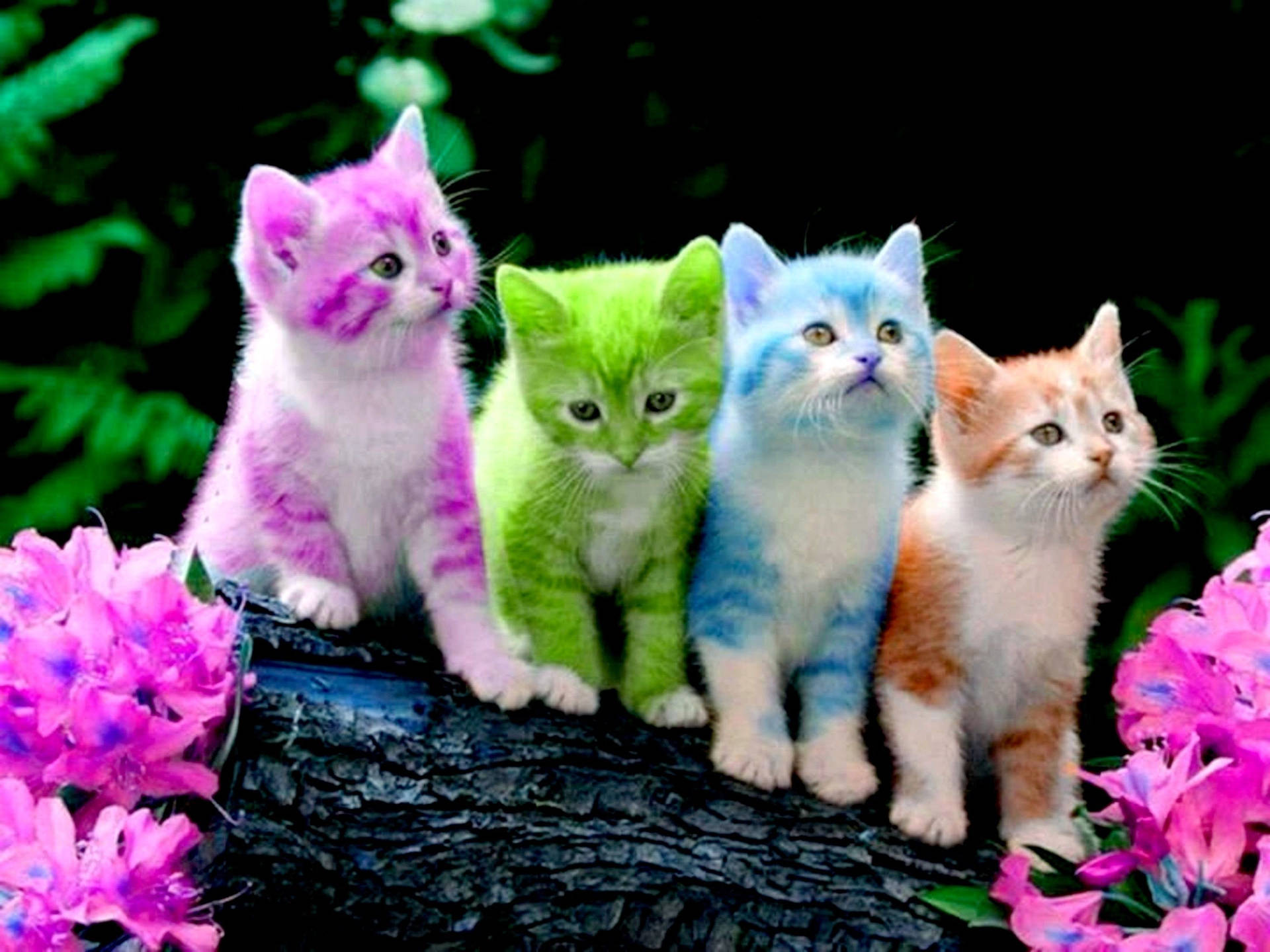 Cute Pink KittensWallpapers