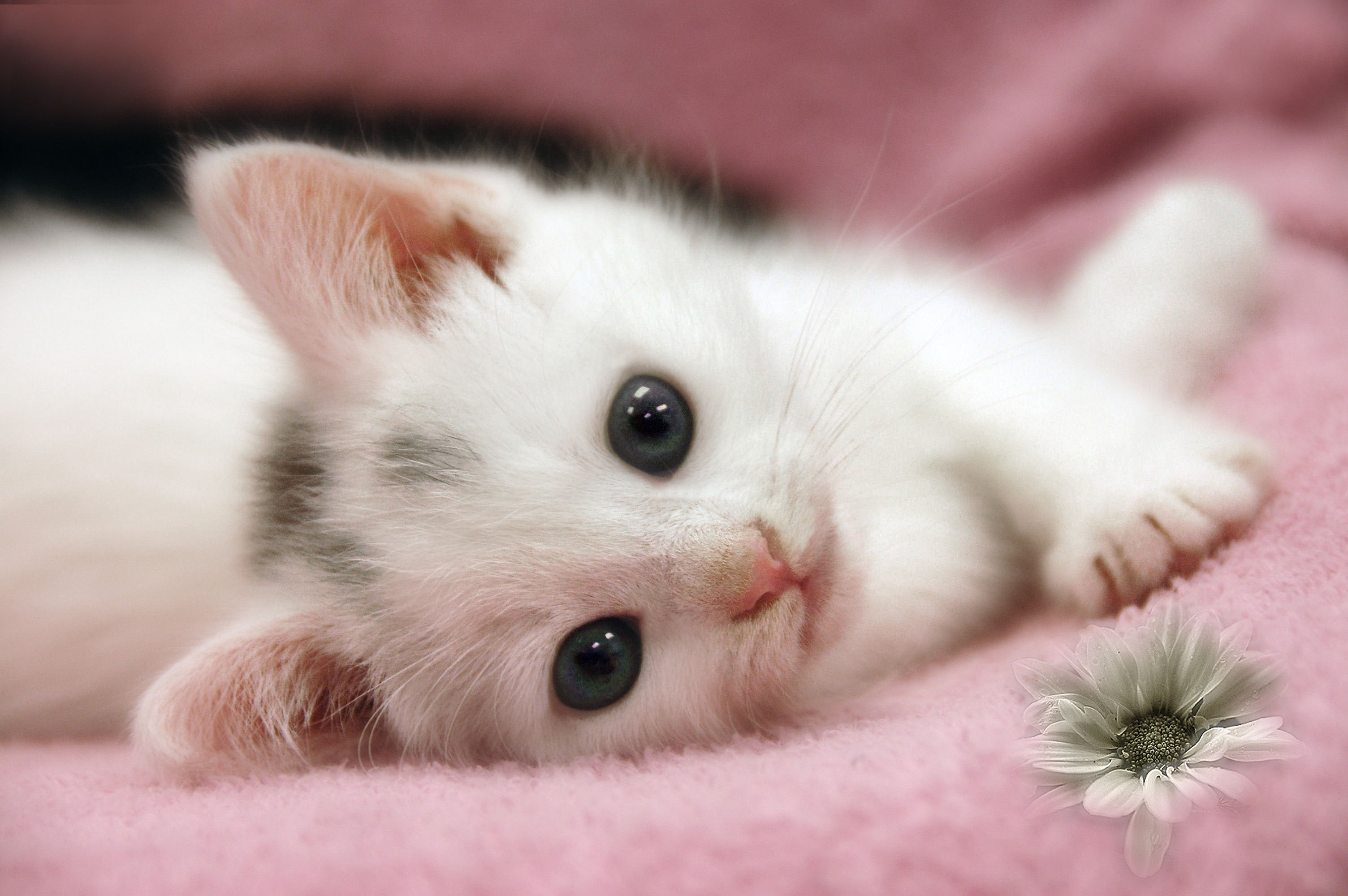 Cute Pink KittensWallpapers