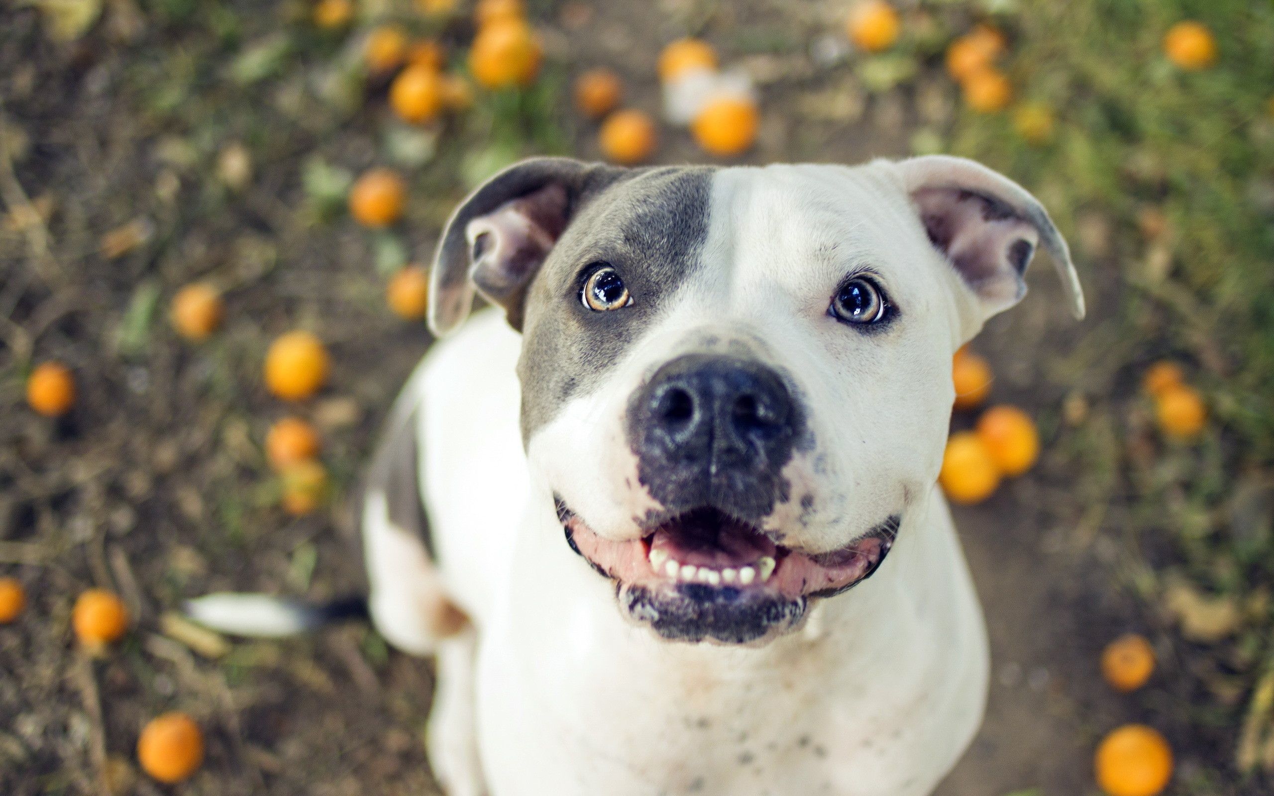 Cute Pitbull Wallpapers