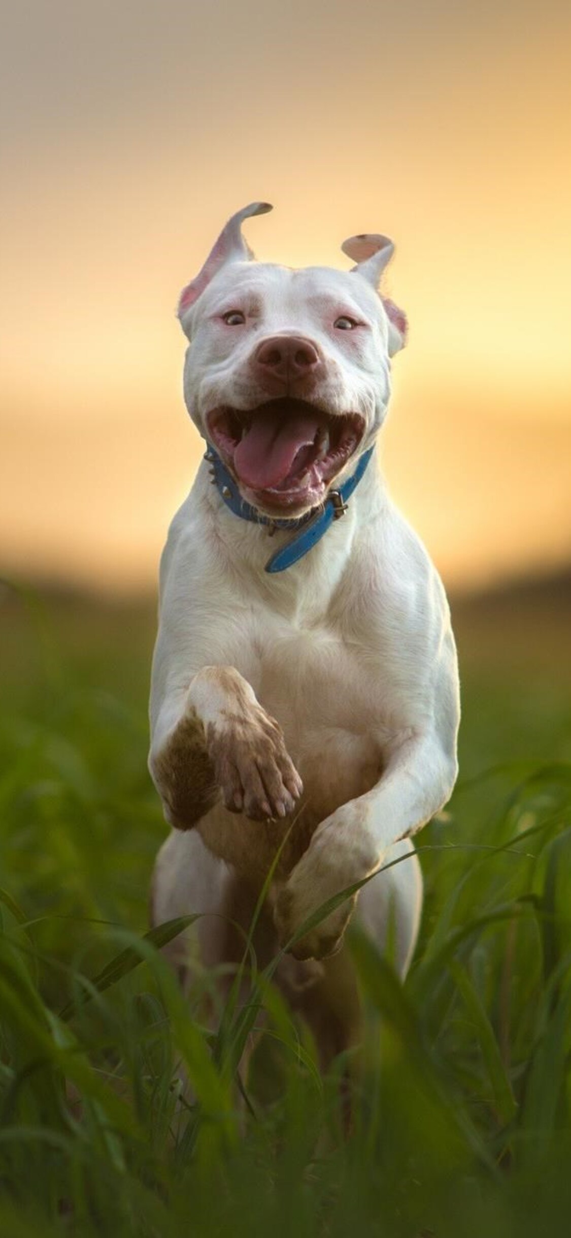 Cute Pitbull Wallpapers