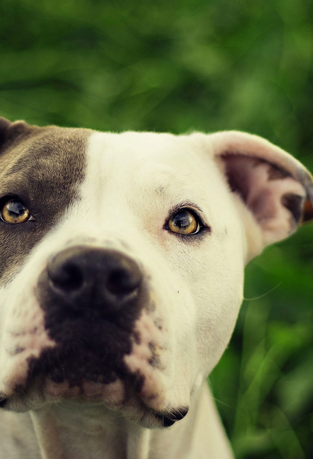 Cute Pitbull Wallpapers