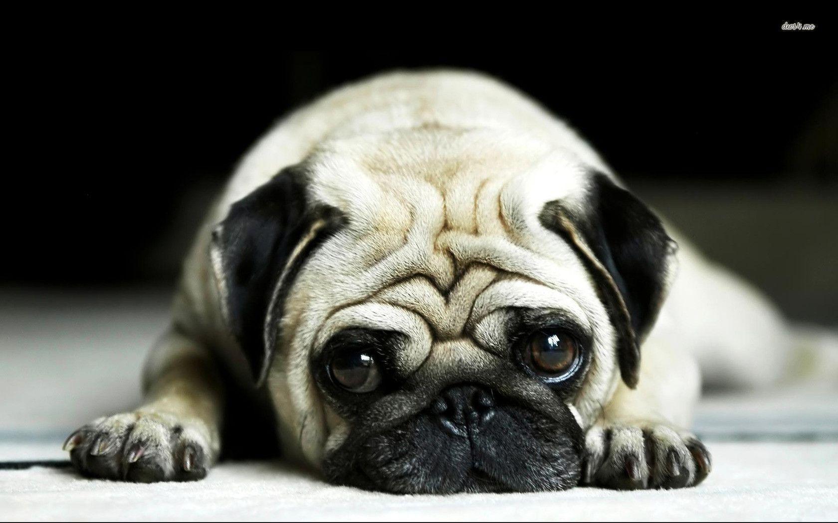 Cute Pug Wallpapers