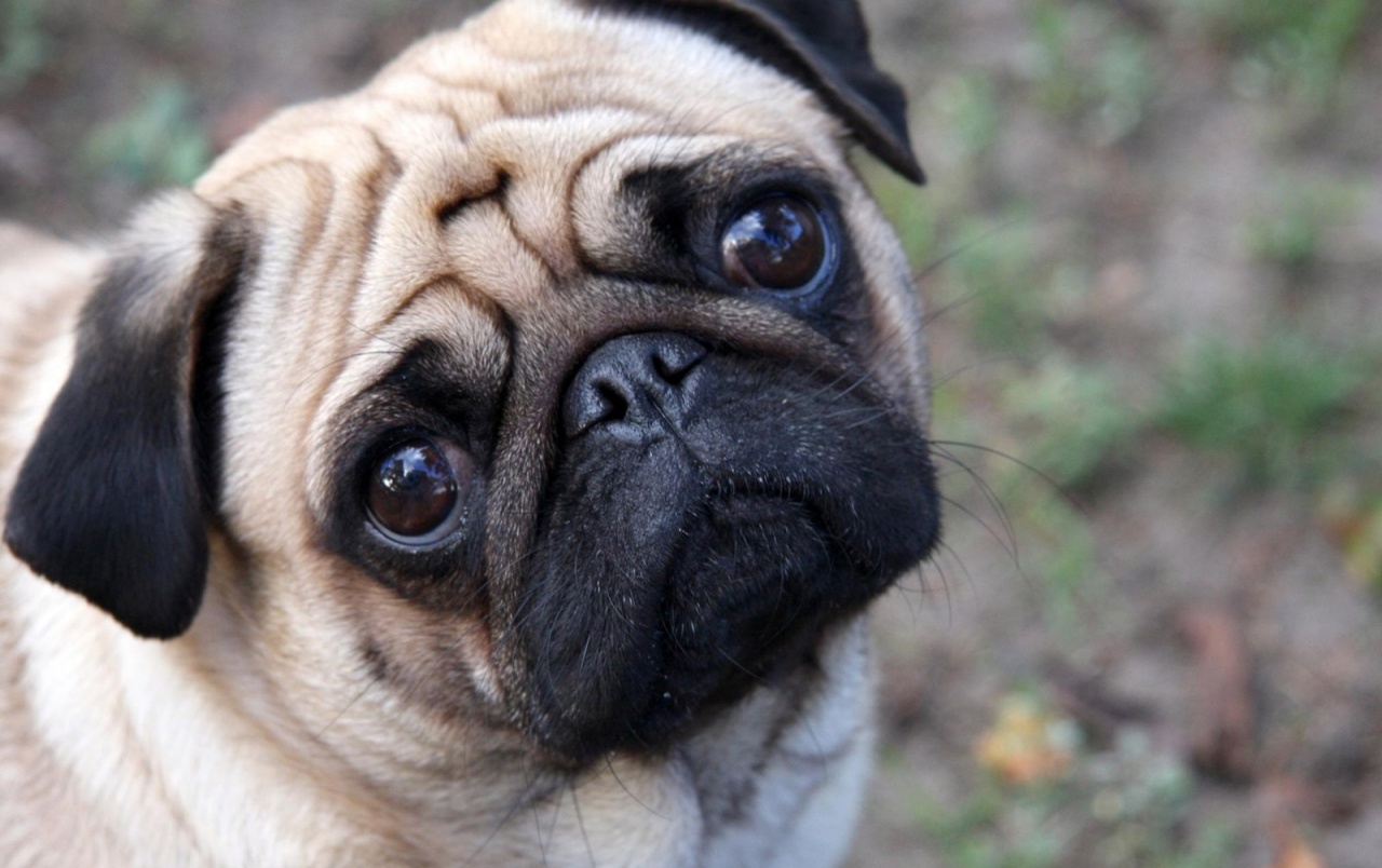 Cute Pug Wallpapers