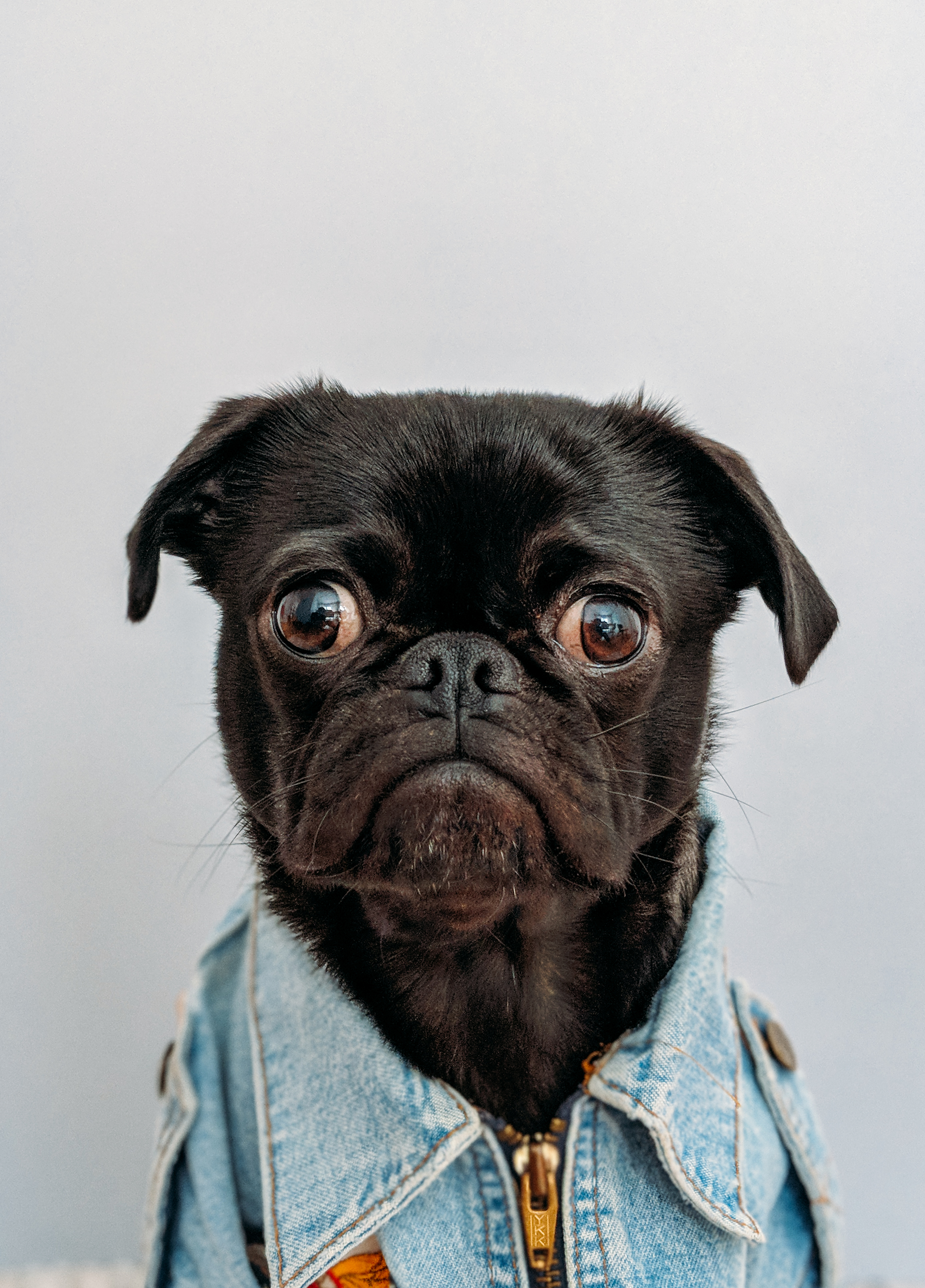 Cute Pug Wallpapers