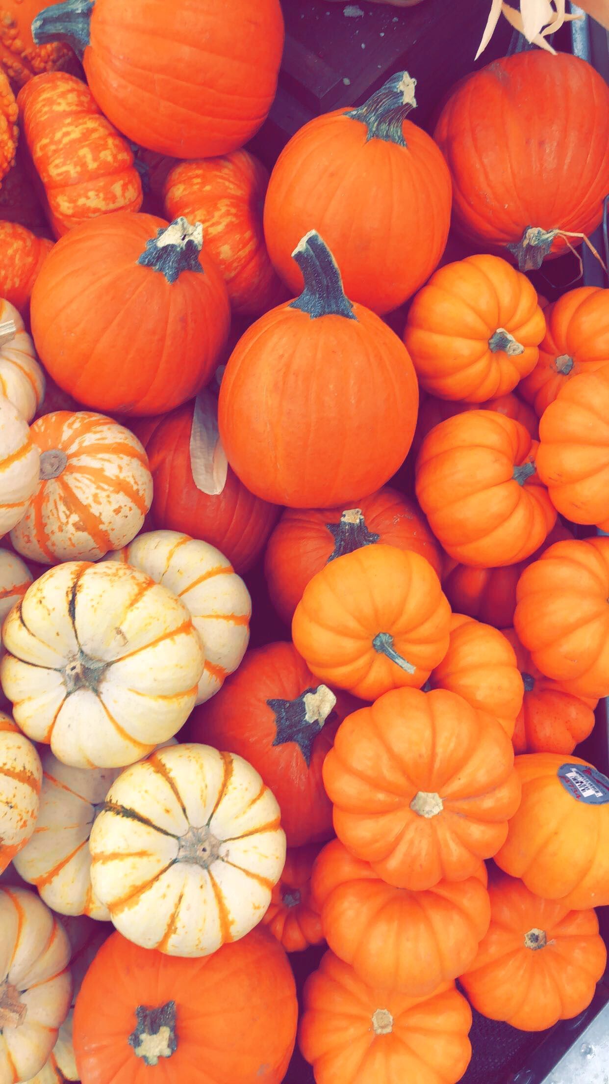 Cute PumpkinWallpapers