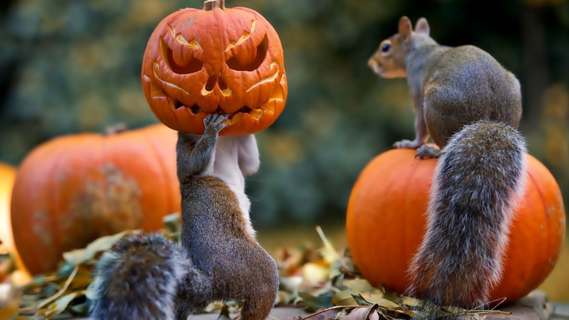 Cute PumpkinWallpapers