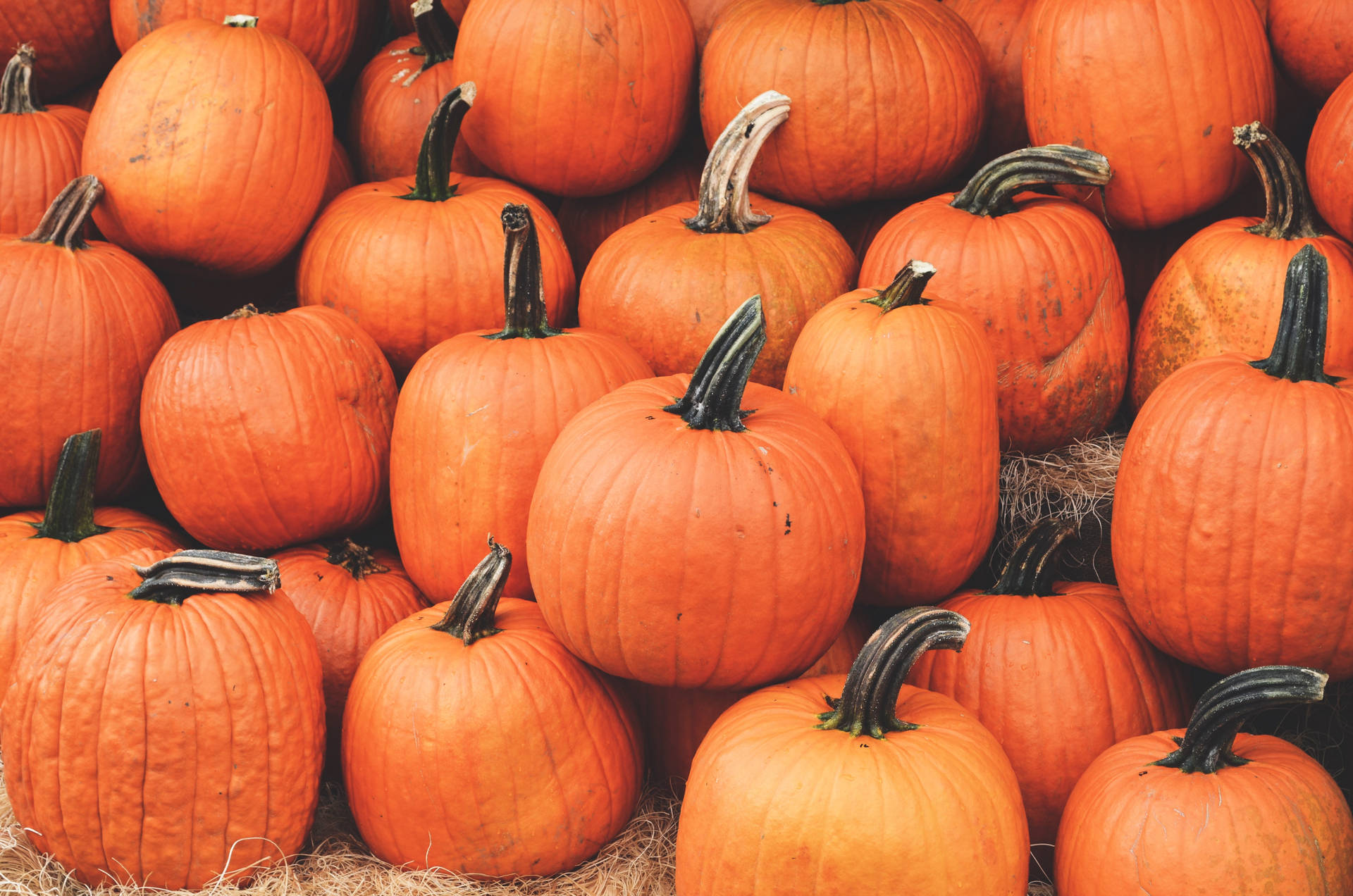 Cute PumpkinWallpapers