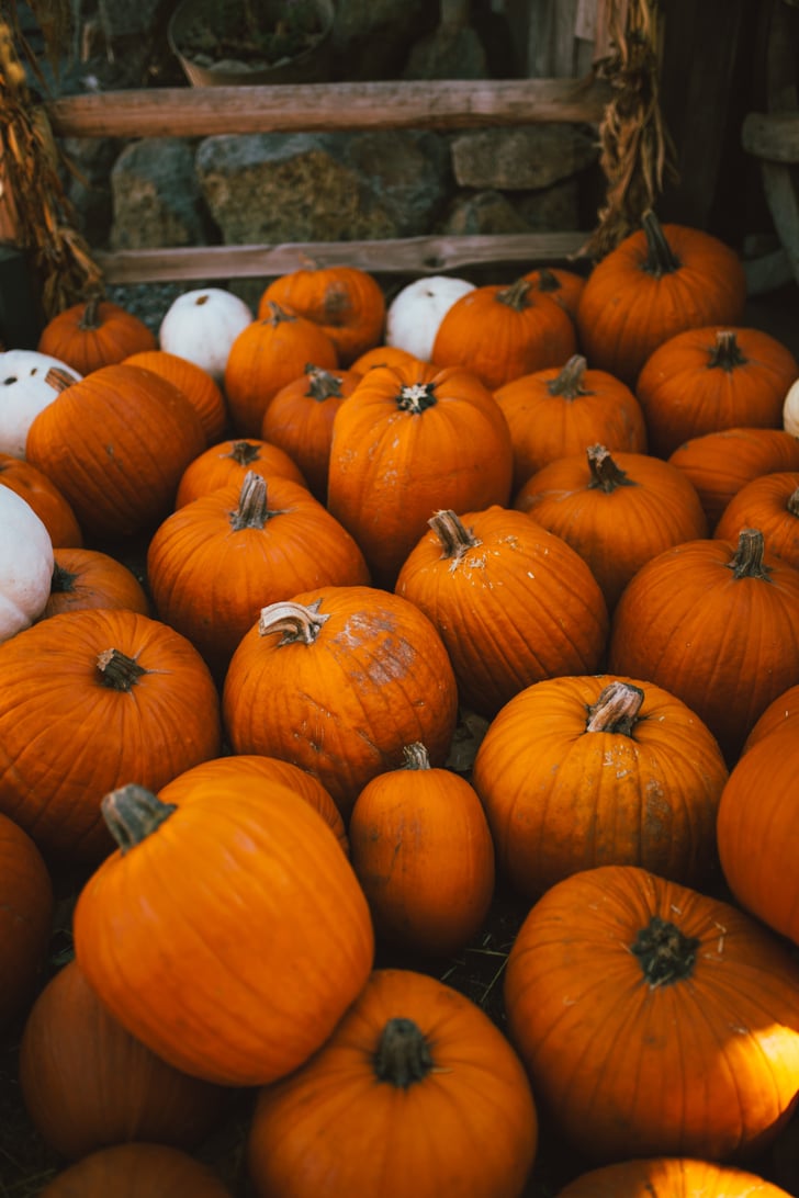 Cute PumpkinWallpapers