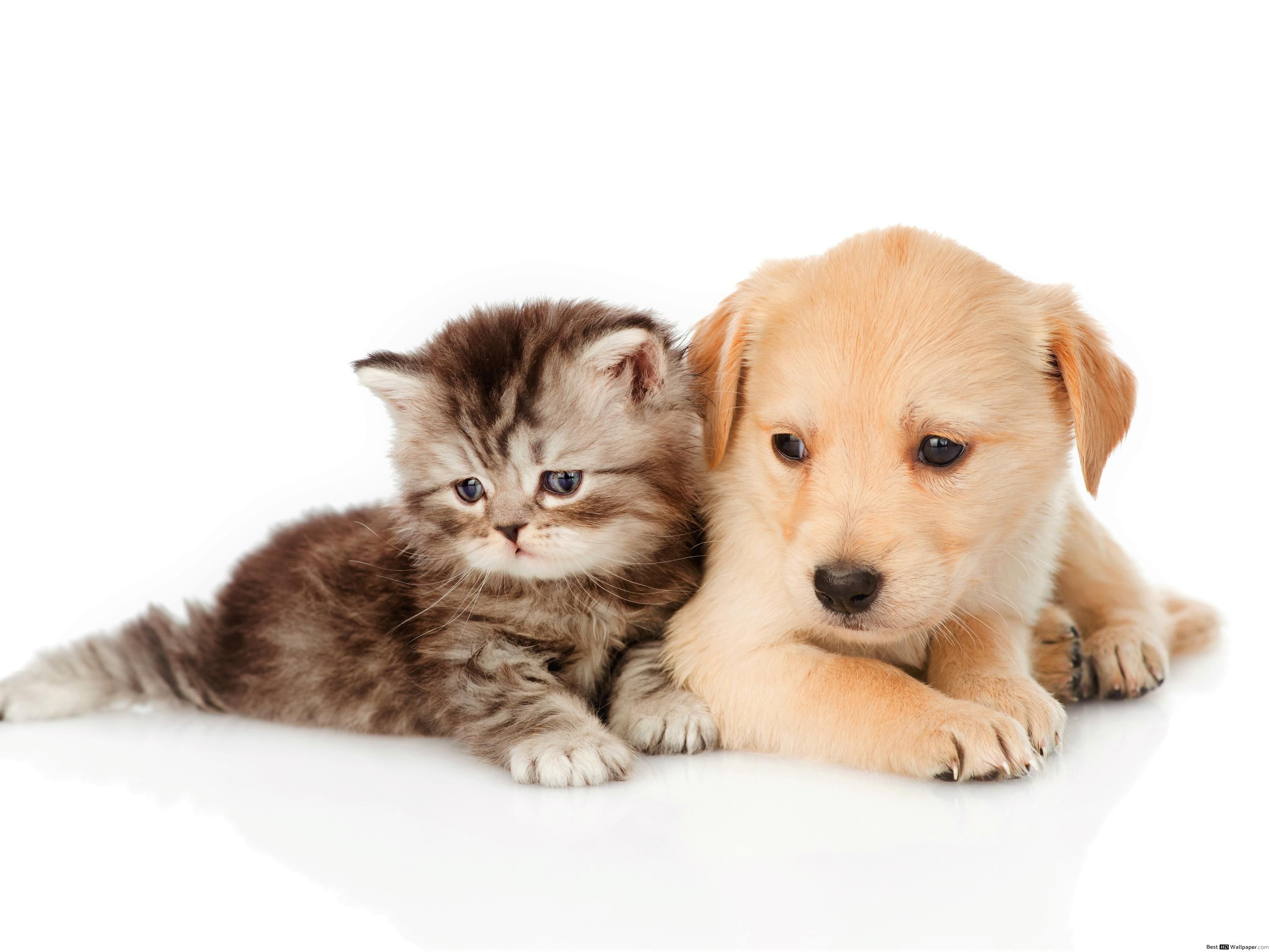 Cute Puppies And KittensWallpapers