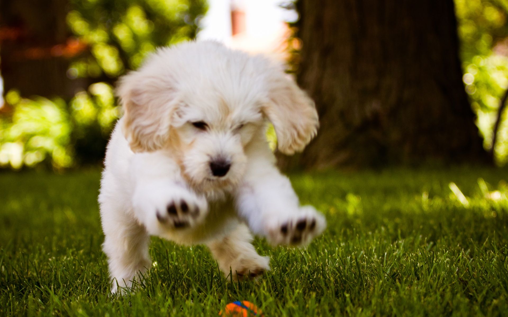 Cute Puppy DesktopWallpapers