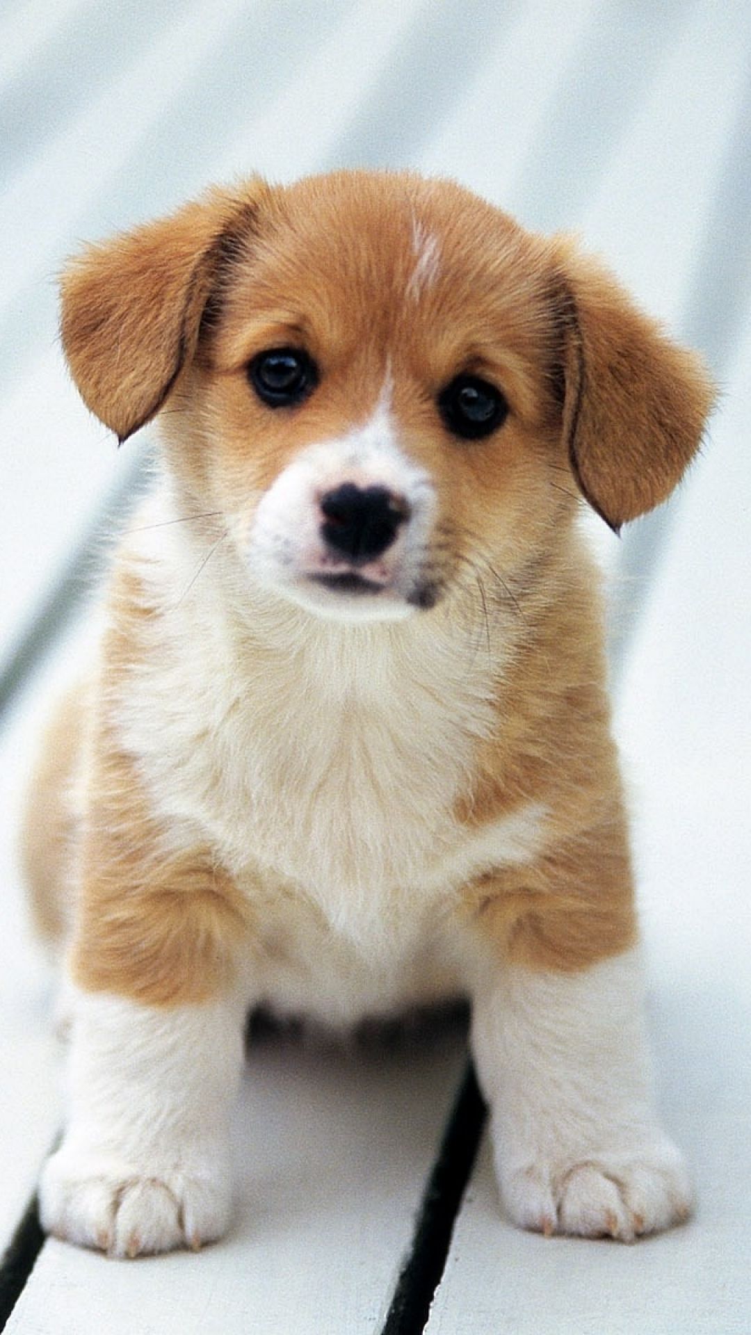 Cute Puppy Iphone Wallpapers