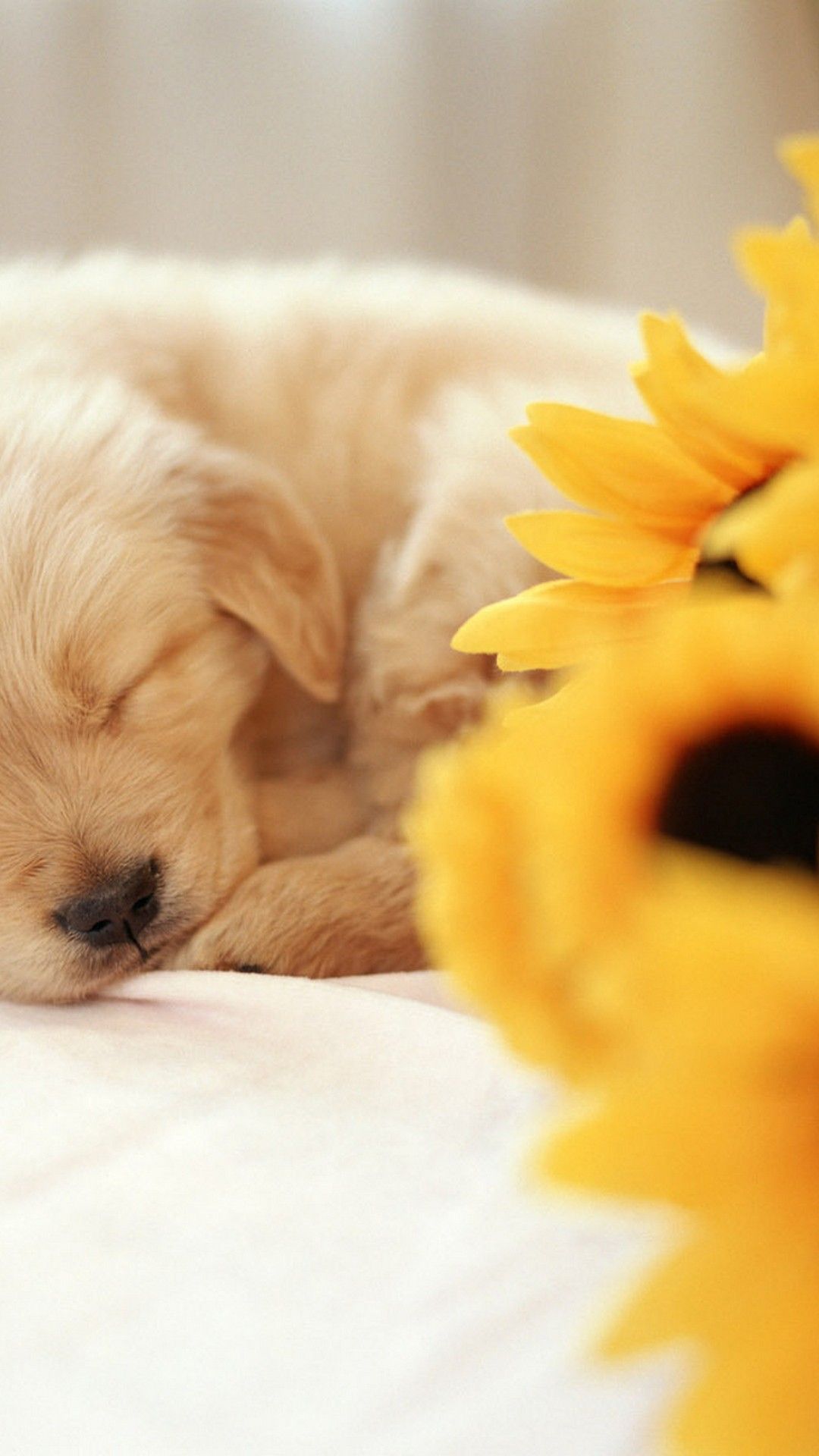 Cute Puppy Iphone Wallpapers