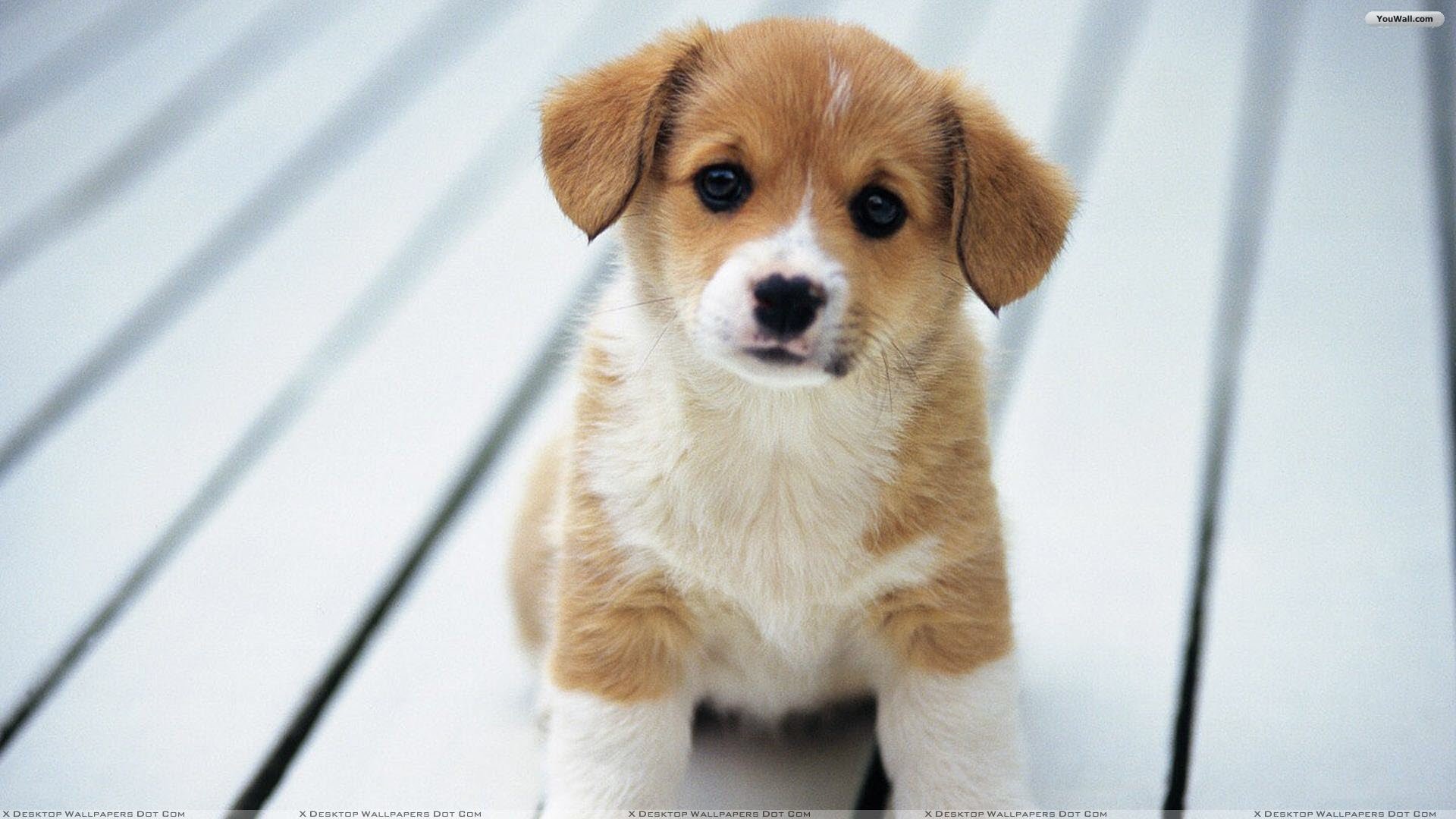 Cute Puppy  Wallpapers