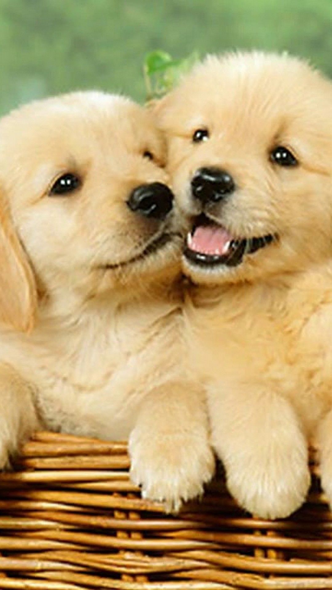 Cute Puppy  Wallpapers