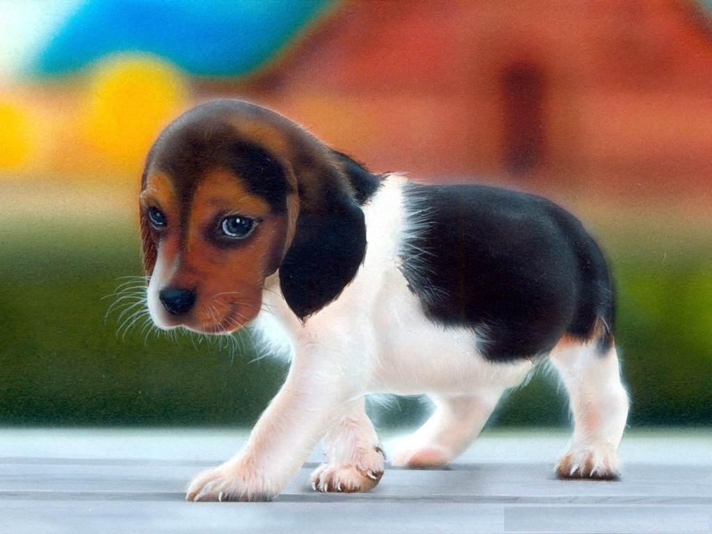 Cute Puppy  Wallpapers