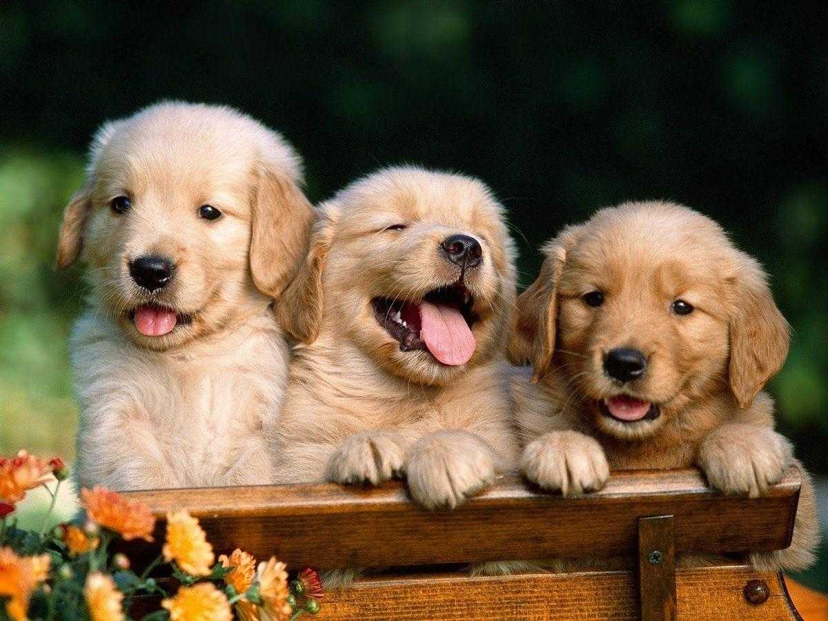 Cute Puppy  Wallpapers