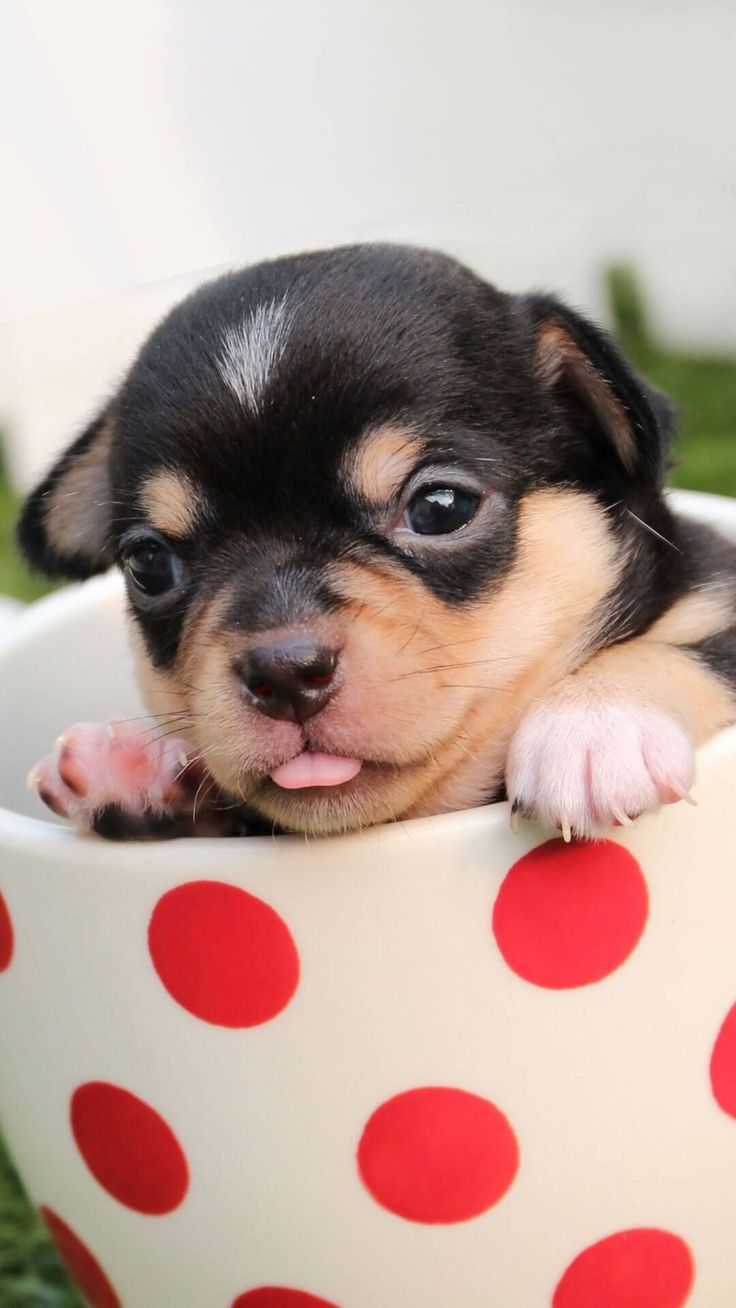 Cute Puppy  Wallpapers