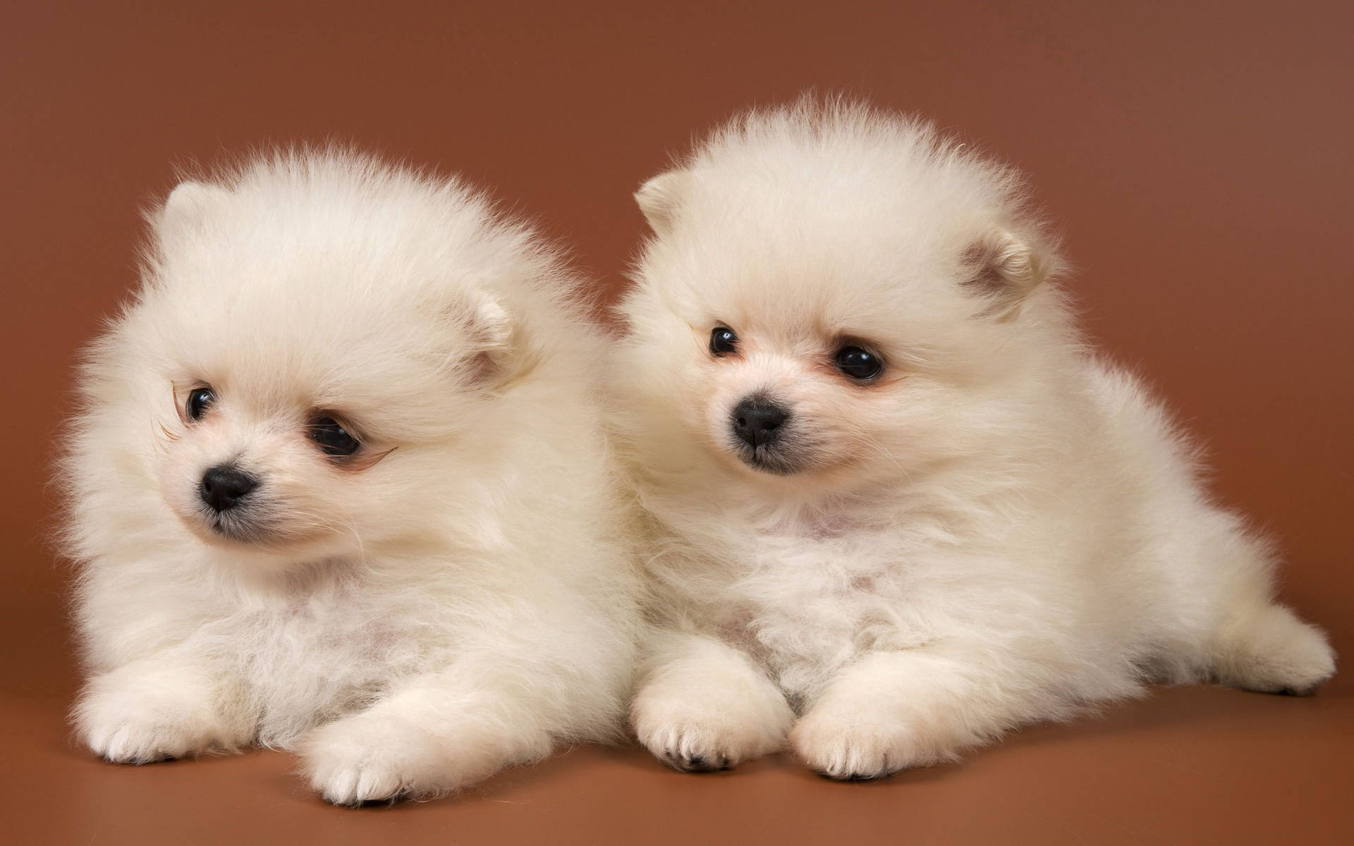 Cute Puppy  Wallpapers