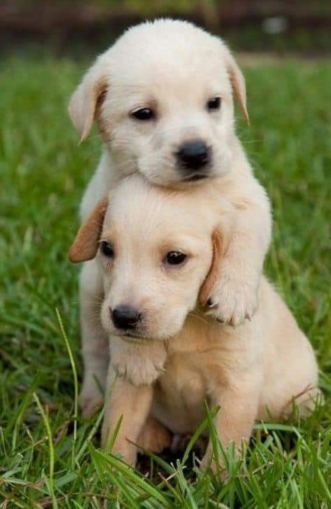 Cute Puppy  Wallpapers