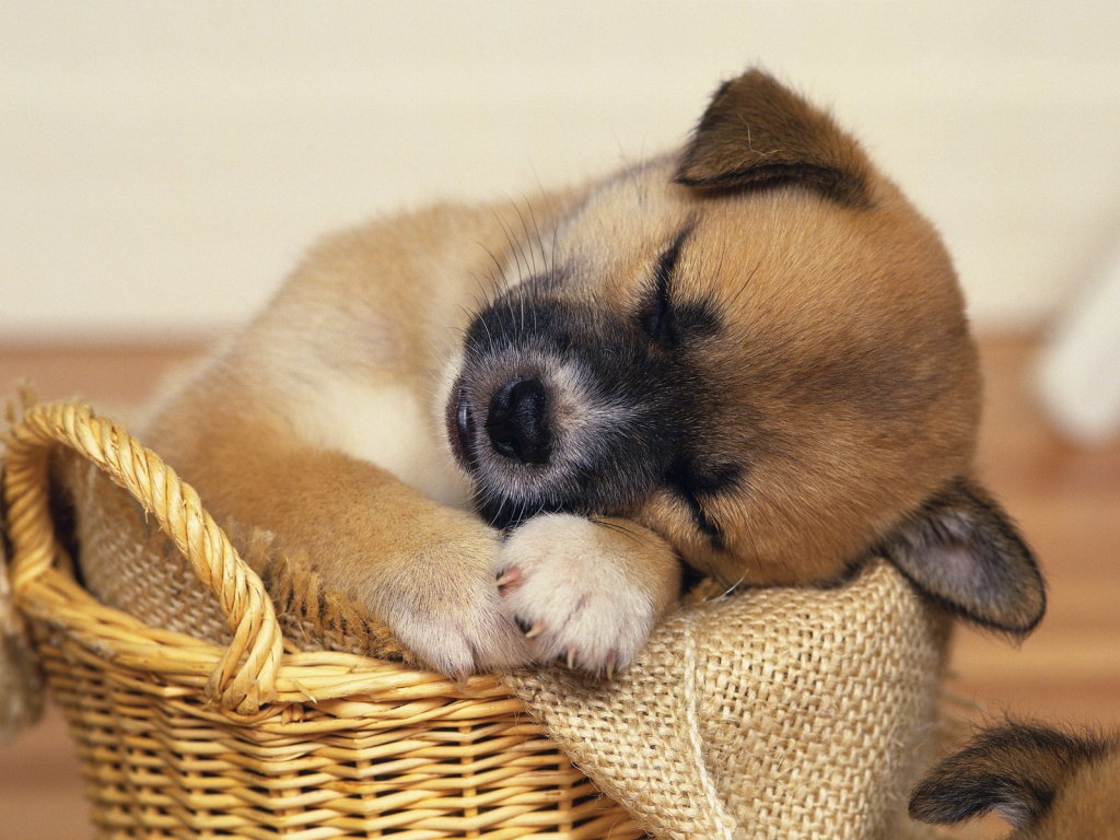 Cute Puppy  Wallpapers