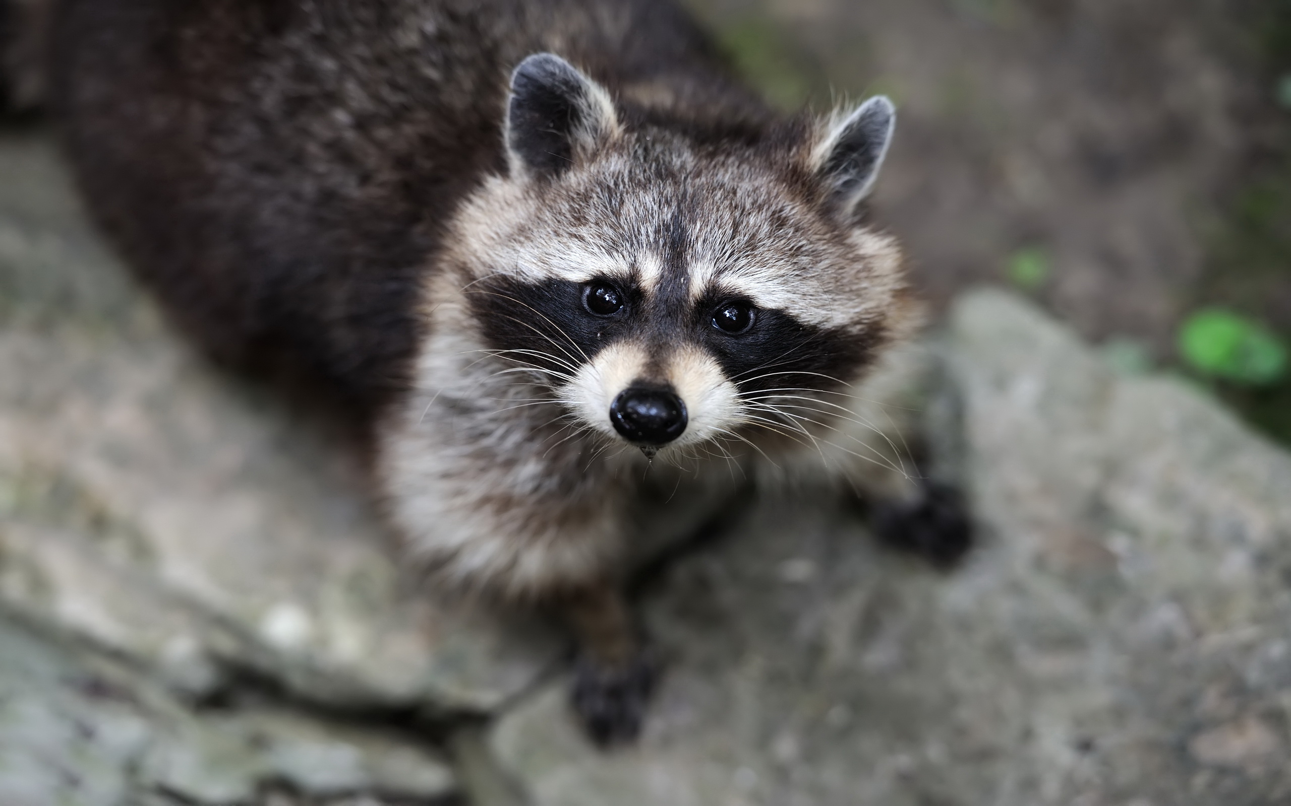 Cute Raccoon Wallpapers