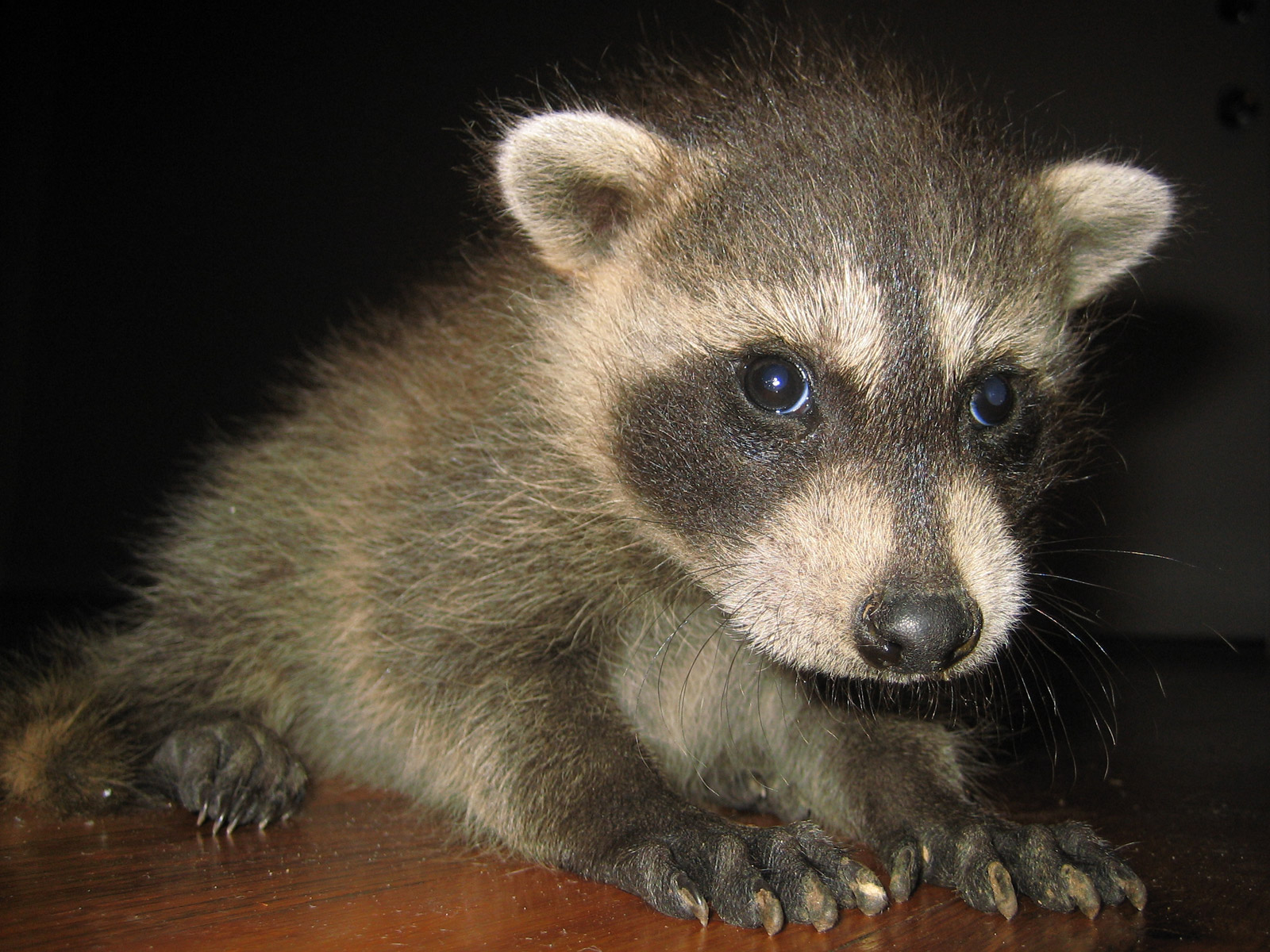 Cute Raccoon Wallpapers