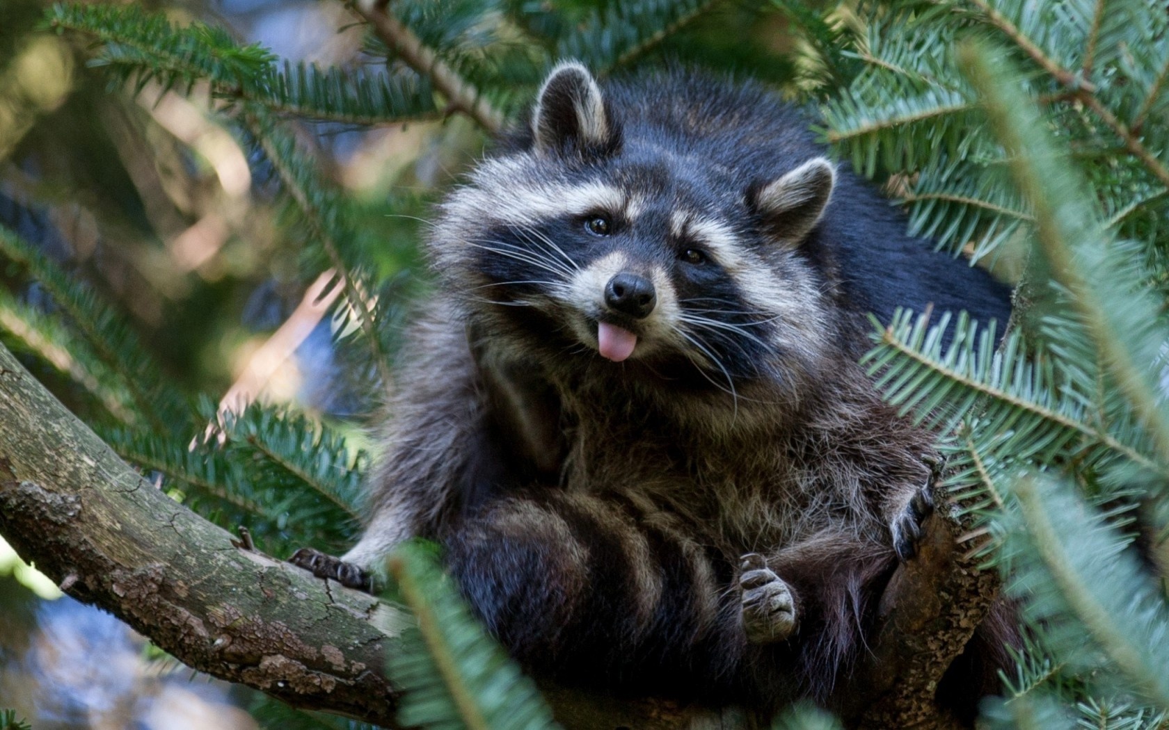 Cute Raccoon Wallpapers