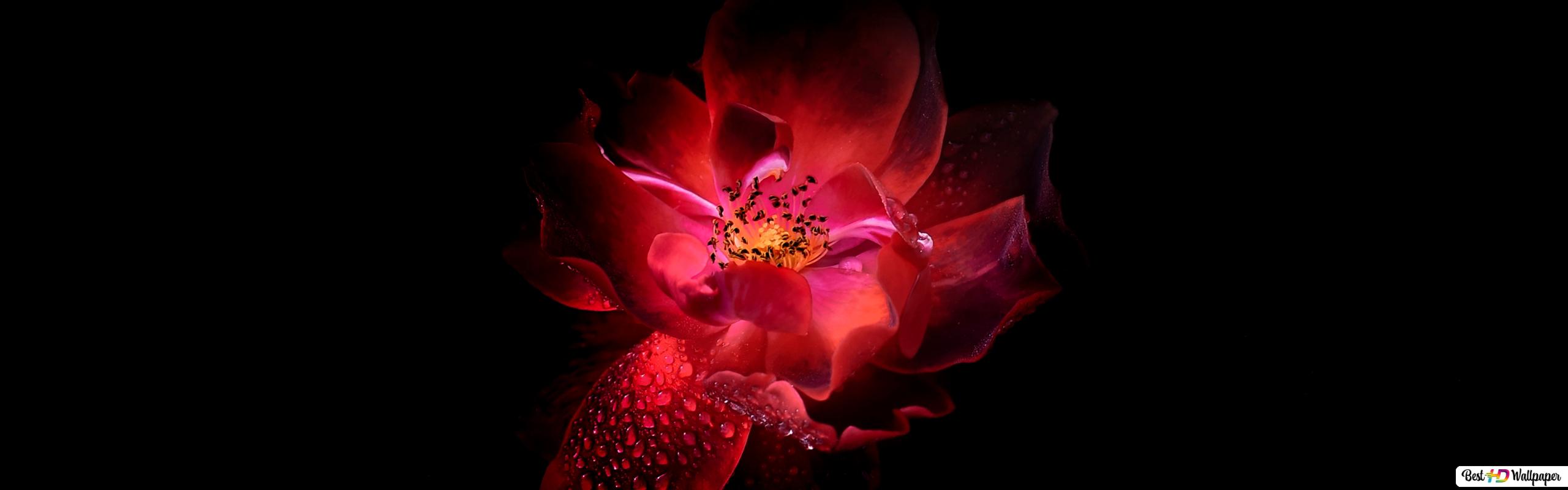 Cute Red FlowerWallpapers