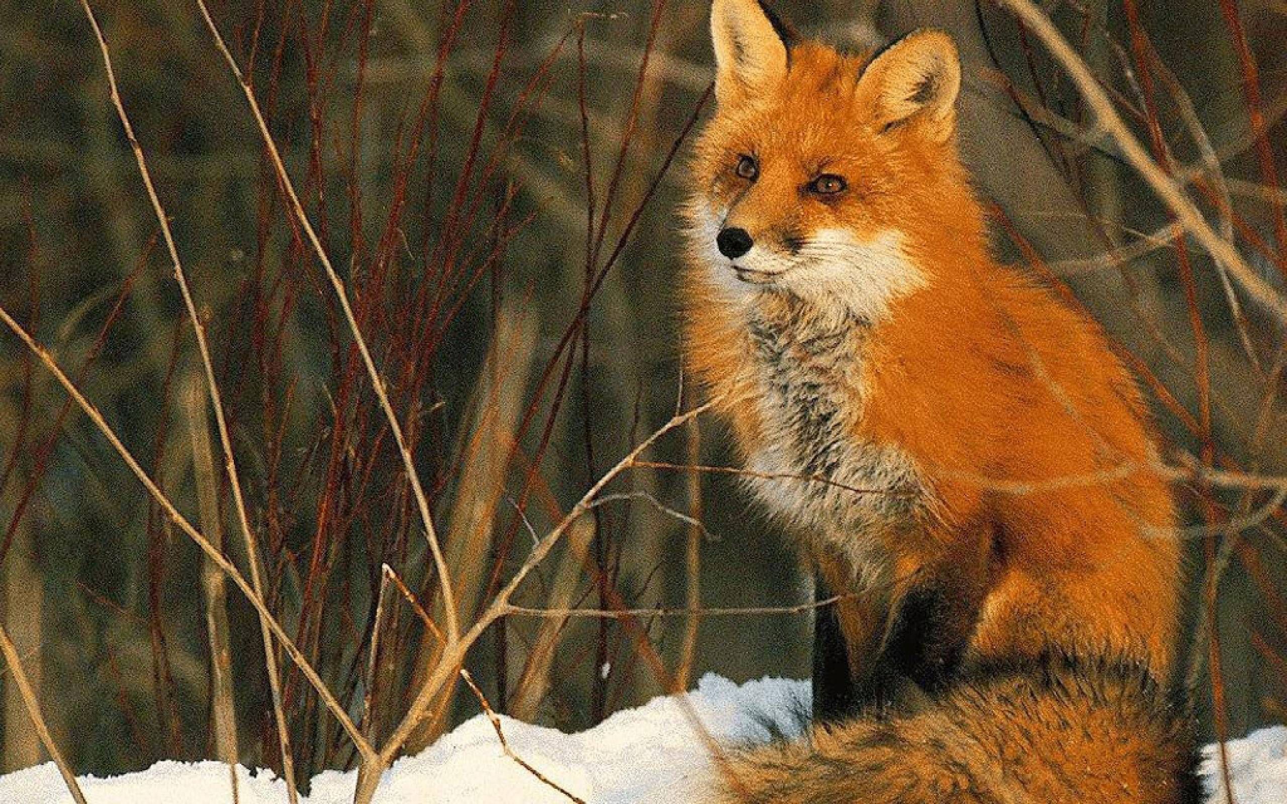Cute Red Fox Wallpapers