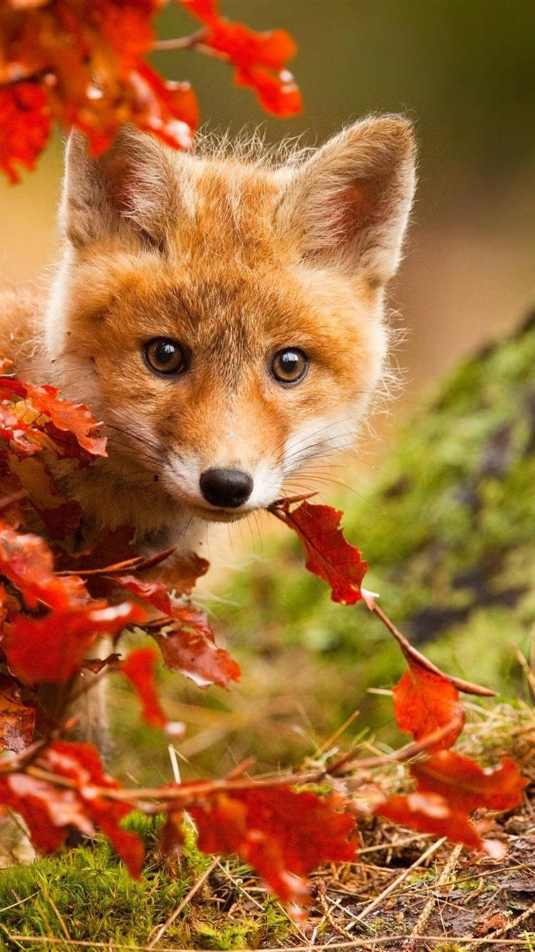 Cute Red Fox Wallpapers