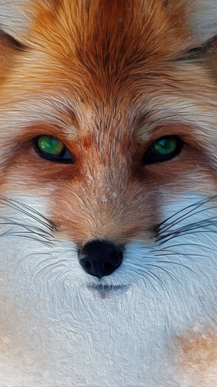 Cute Red Fox Wallpapers