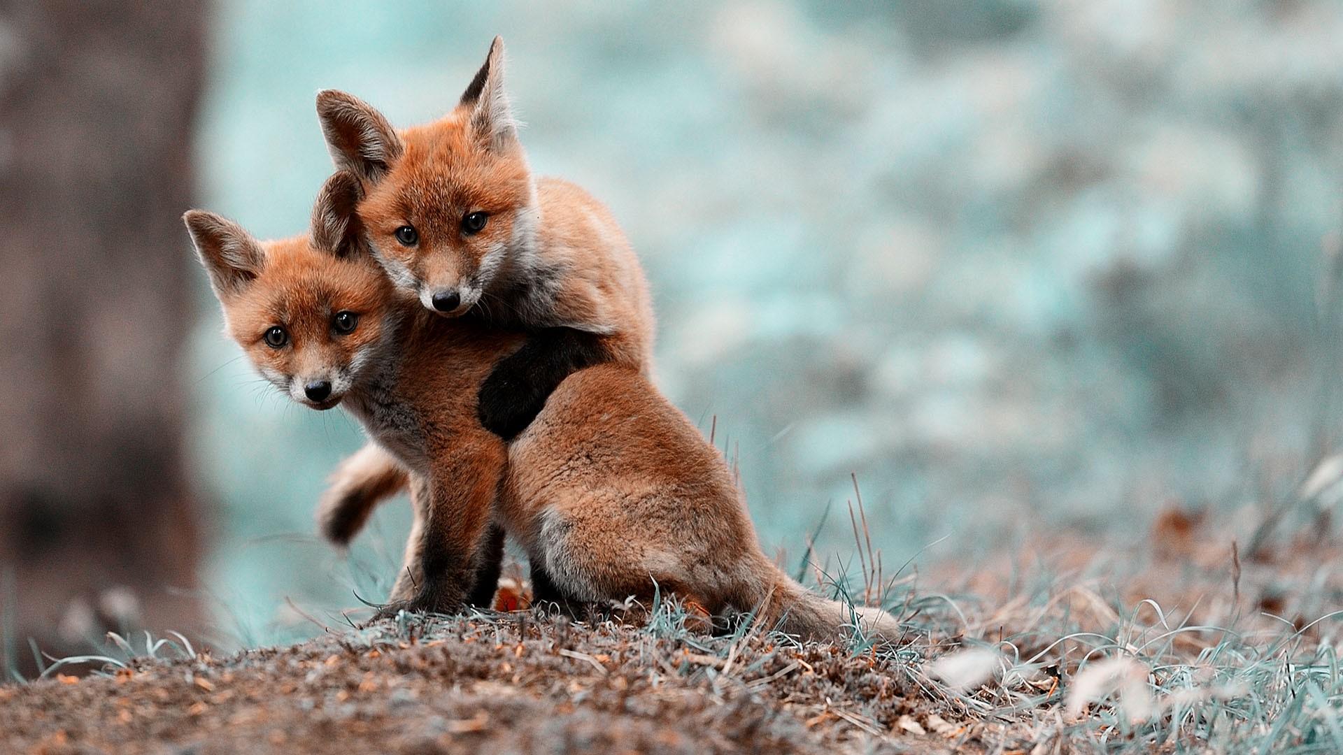 Cute Red Fox Wallpapers