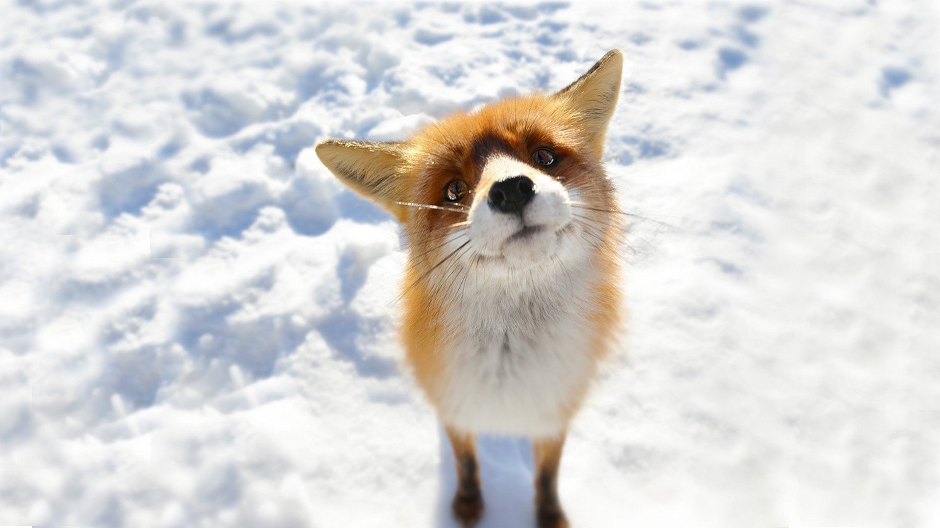 Cute Red FoxWallpapers