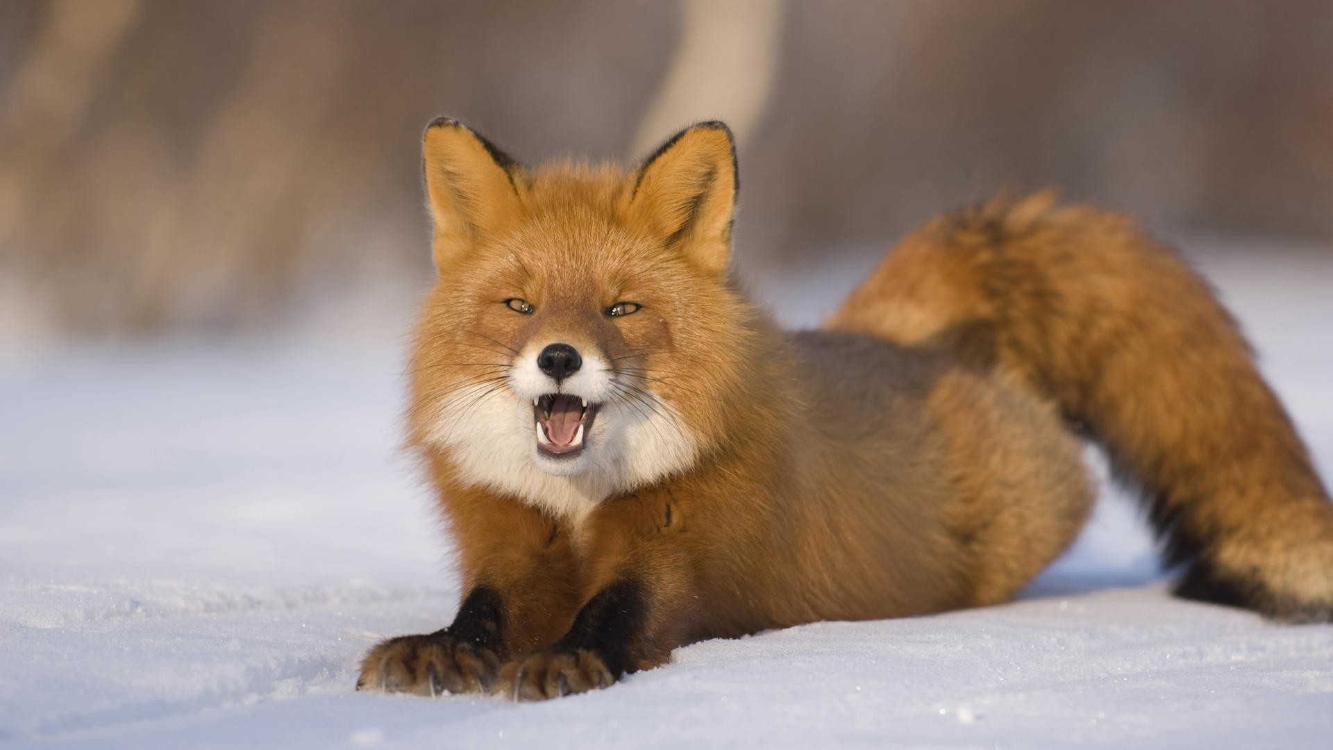 Cute Red FoxWallpapers