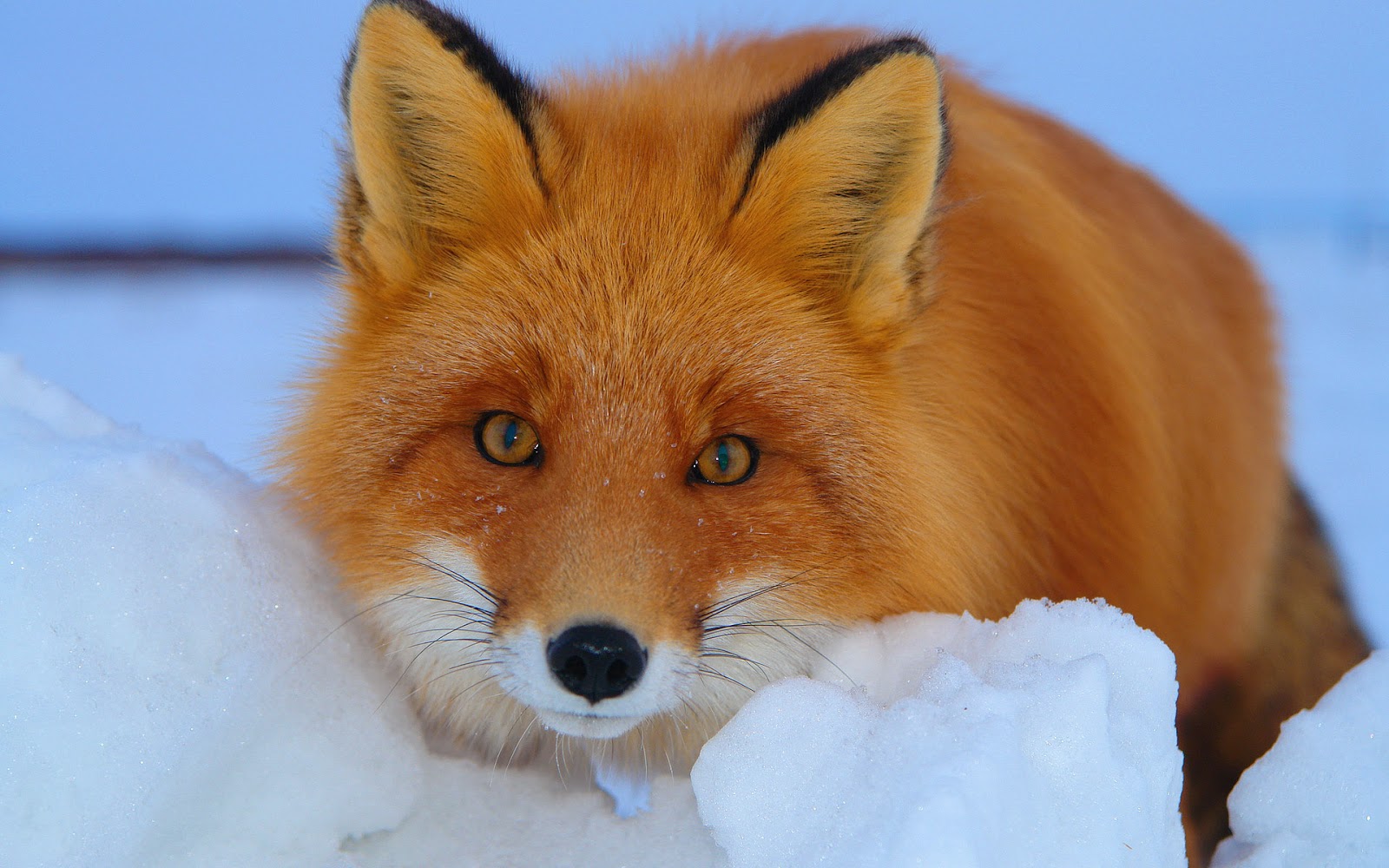 Cute Red FoxWallpapers