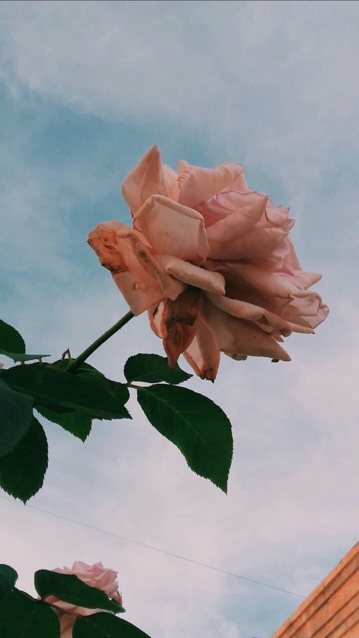 Cute Rose AestheticWallpapers