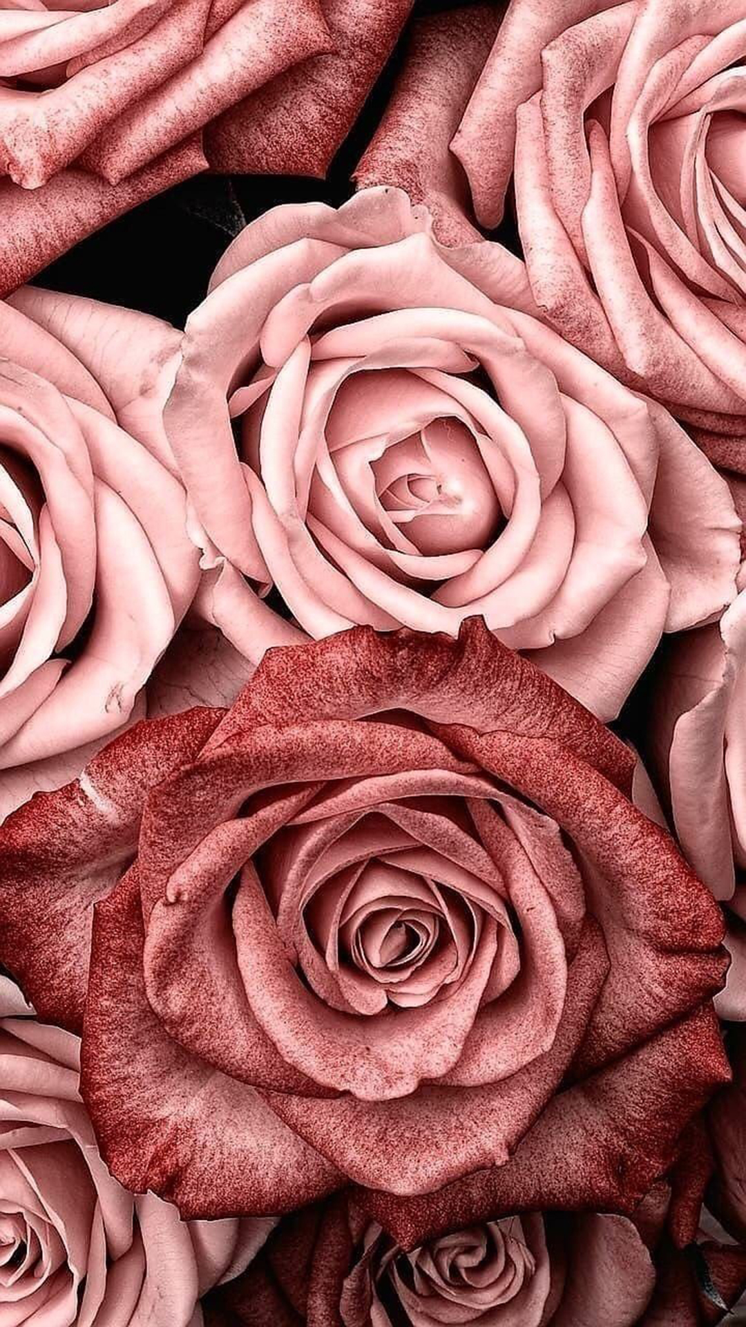 Cute Rose AestheticWallpapers