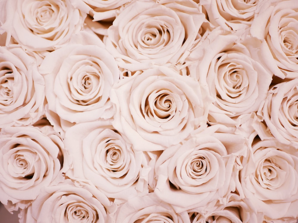 Cute Rose AestheticWallpapers