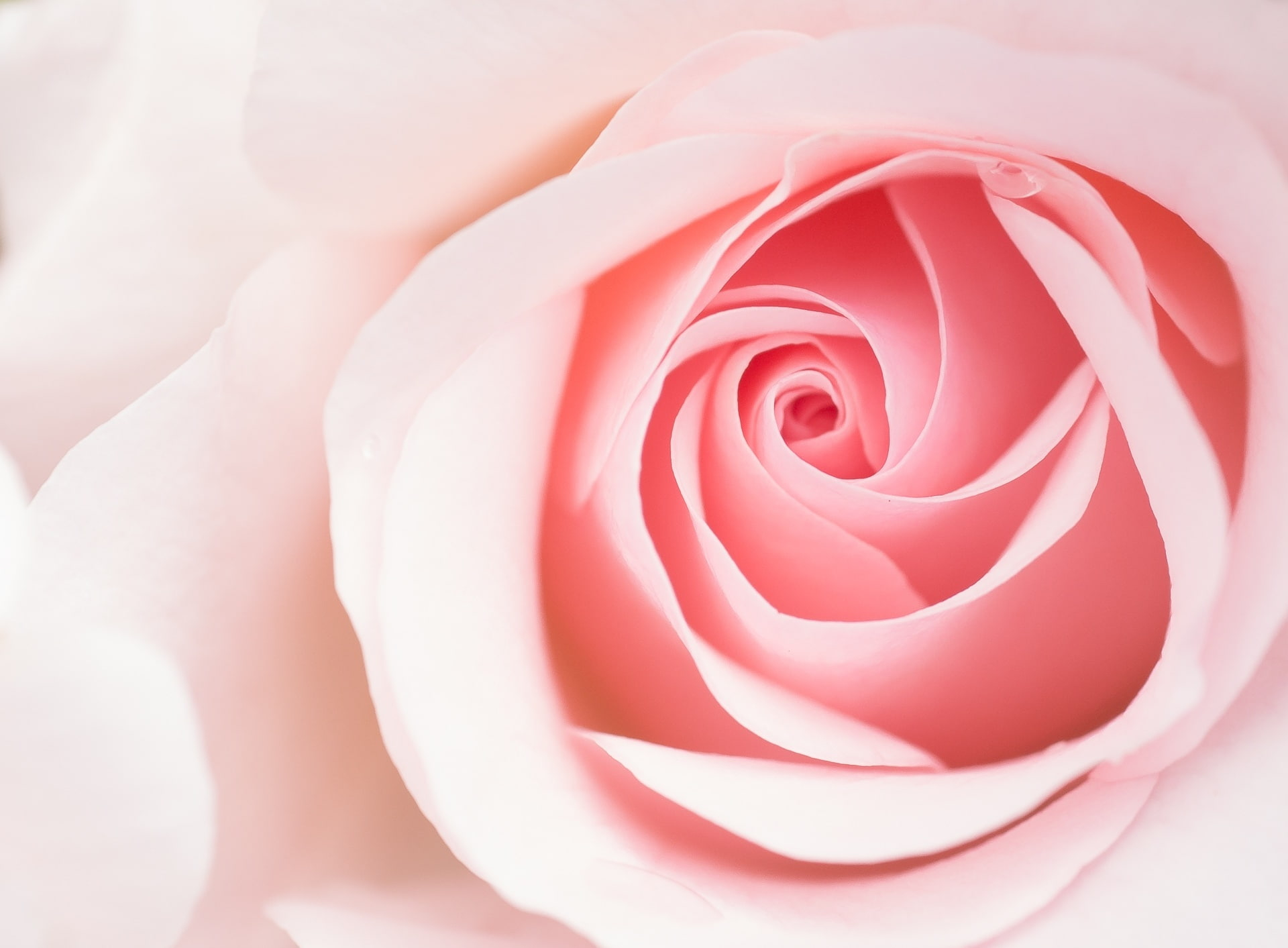 Cute Rose AestheticWallpapers