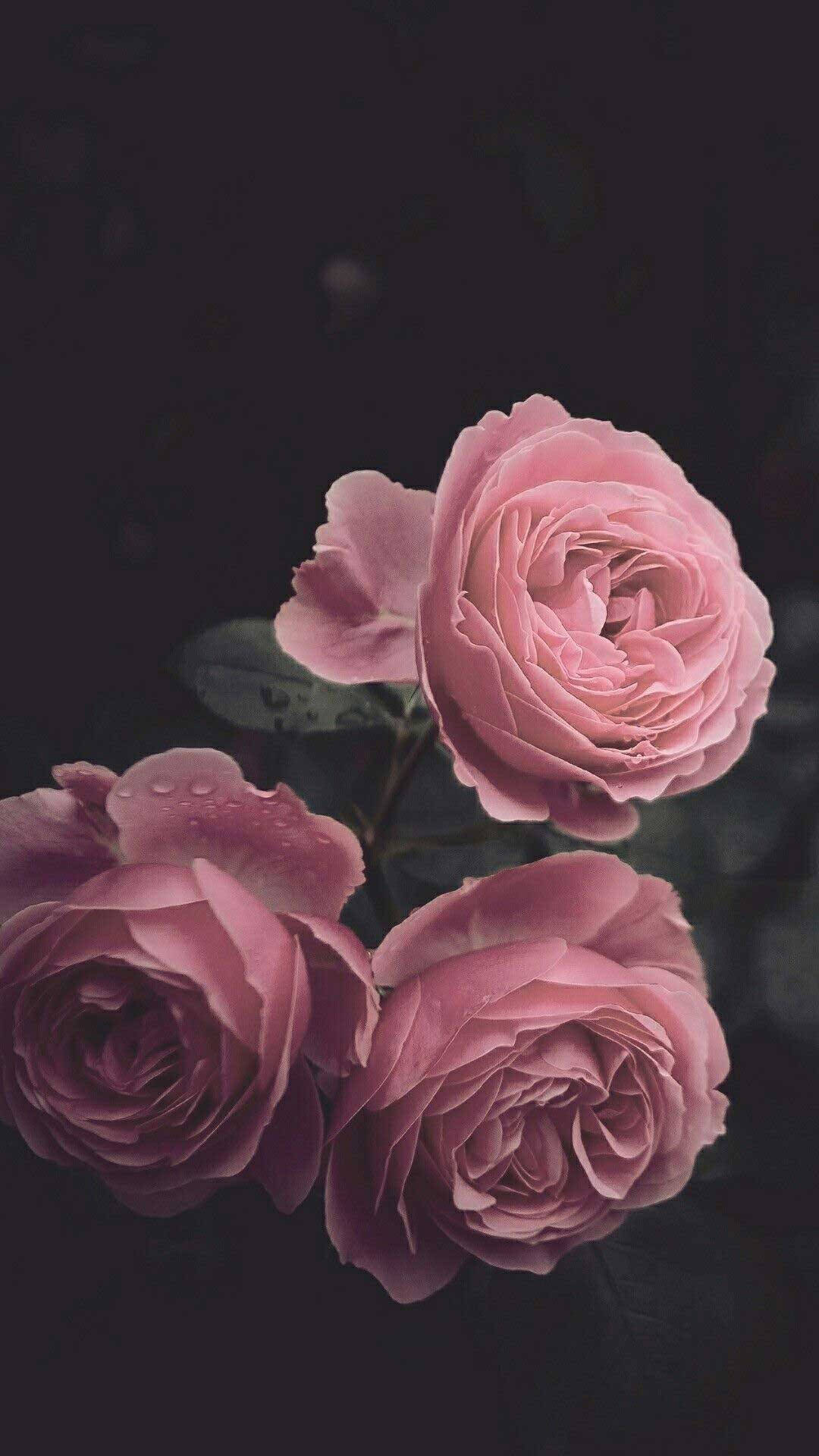 Cute Rose AestheticWallpapers