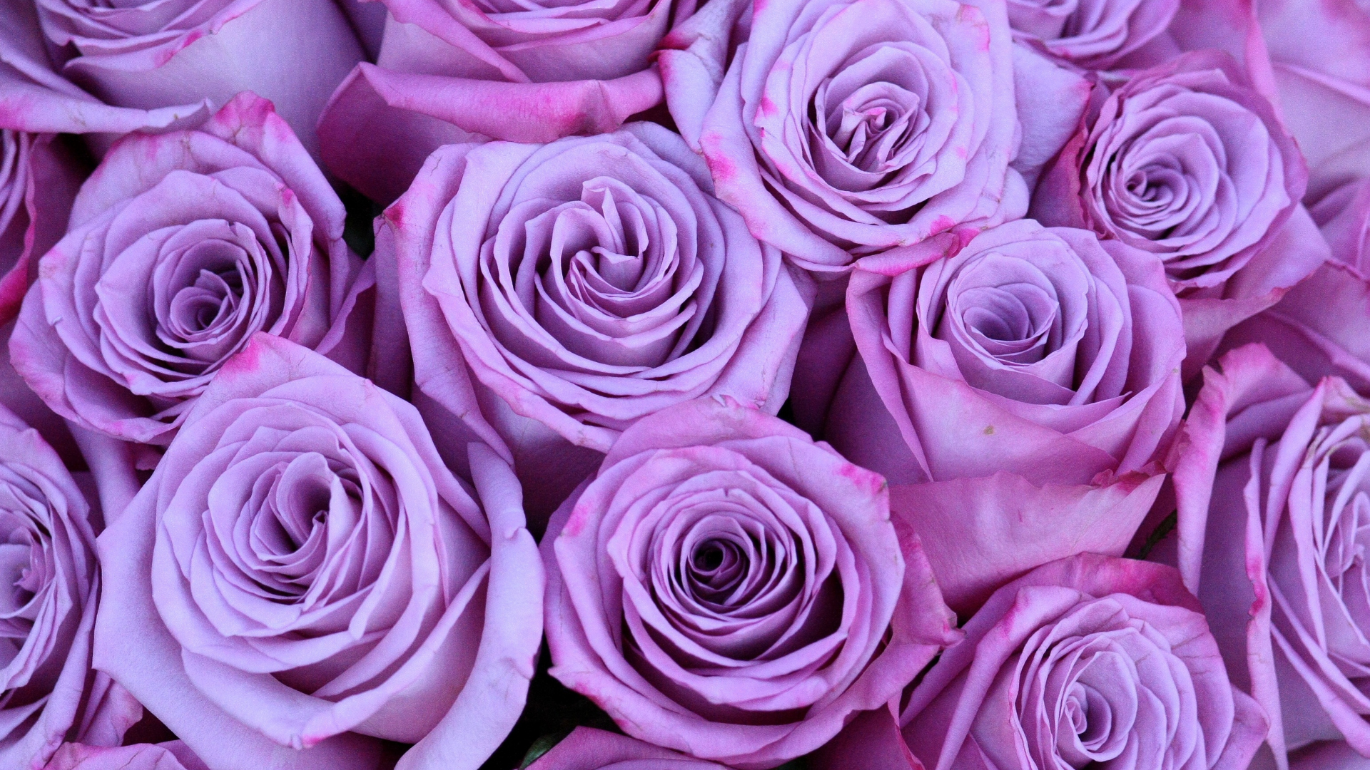 Cute Rose AestheticWallpapers