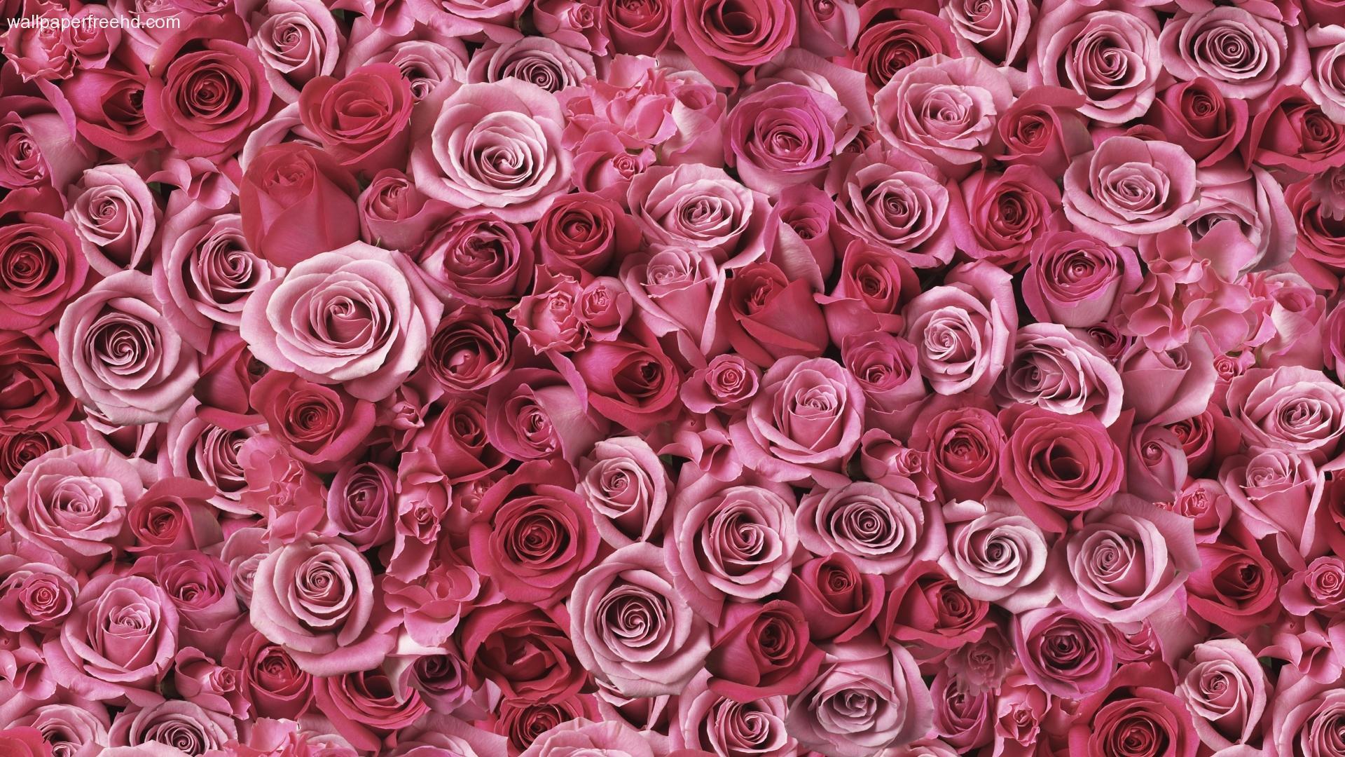 Cute Rose AestheticWallpapers